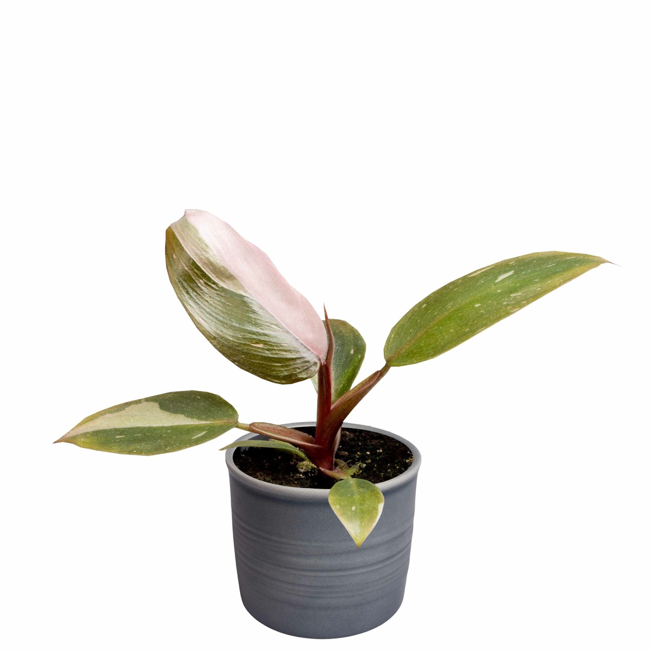 Plantenset Trio Philodendron ↑ 10 cm ⌀ 8 - Afbeelding 4