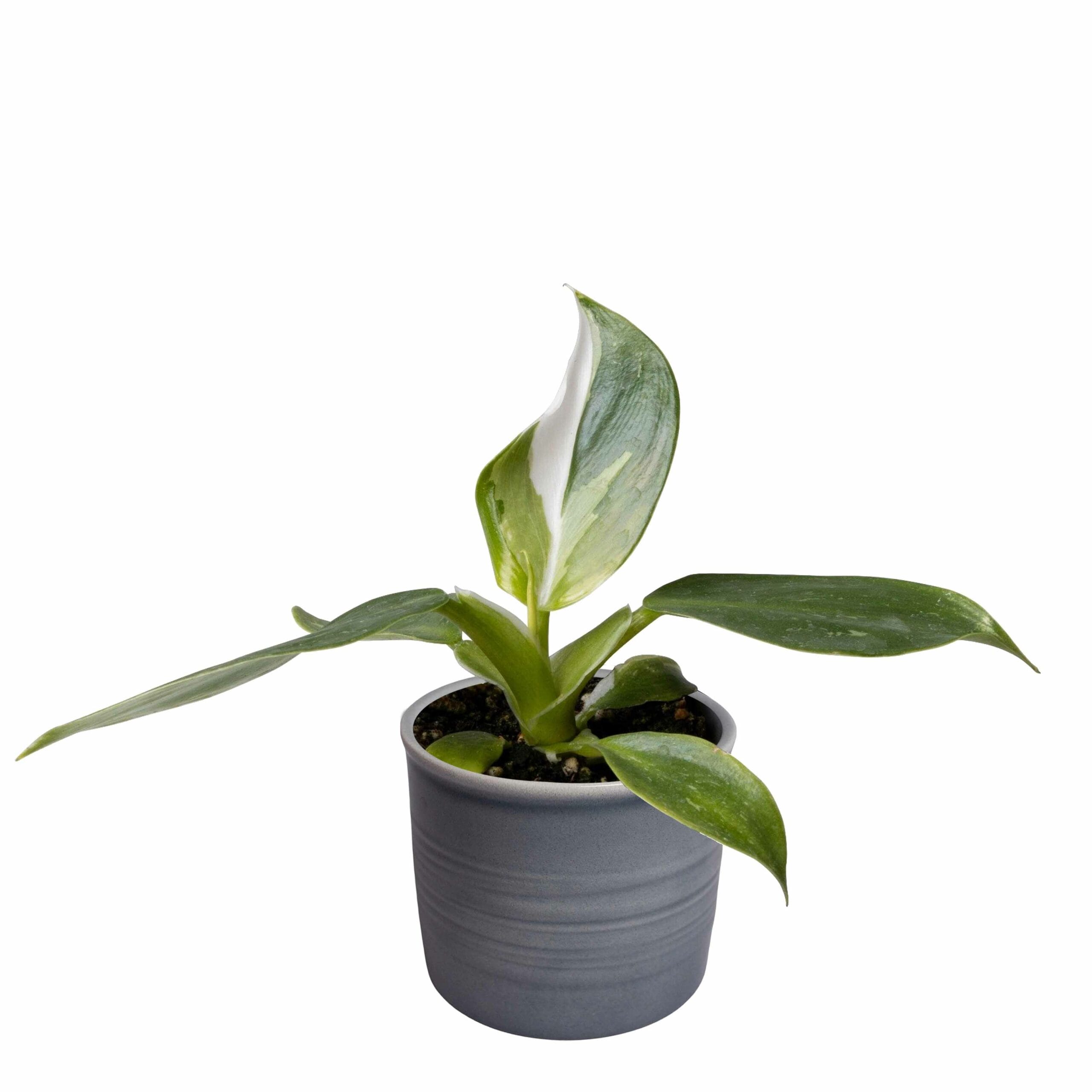 Plantenset Trio Philodendron ↑ 10 cm ⌀ 8 - Afbeelding 5