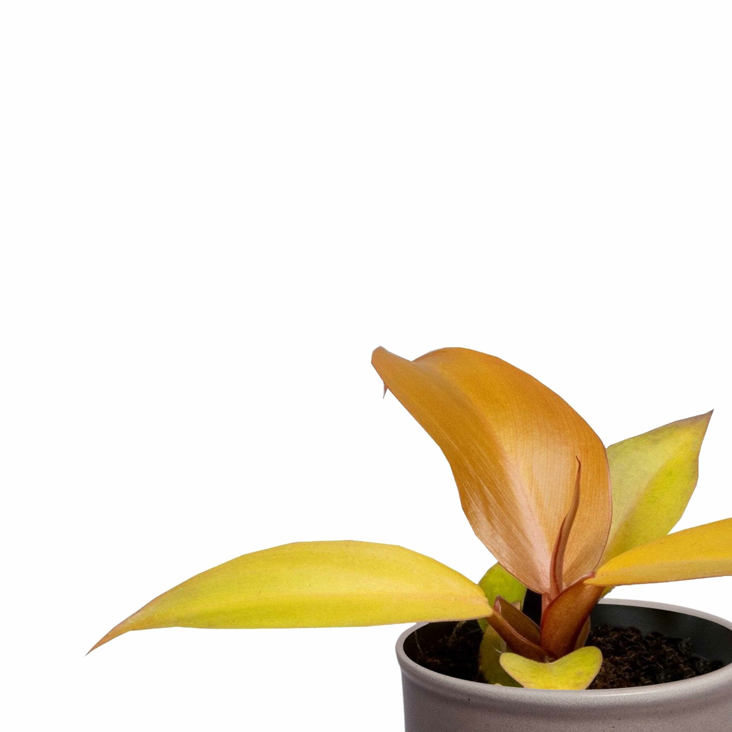 Plantenset Trio Philodendron ↑ 10 cm ⌀ 8 - Afbeelding 6