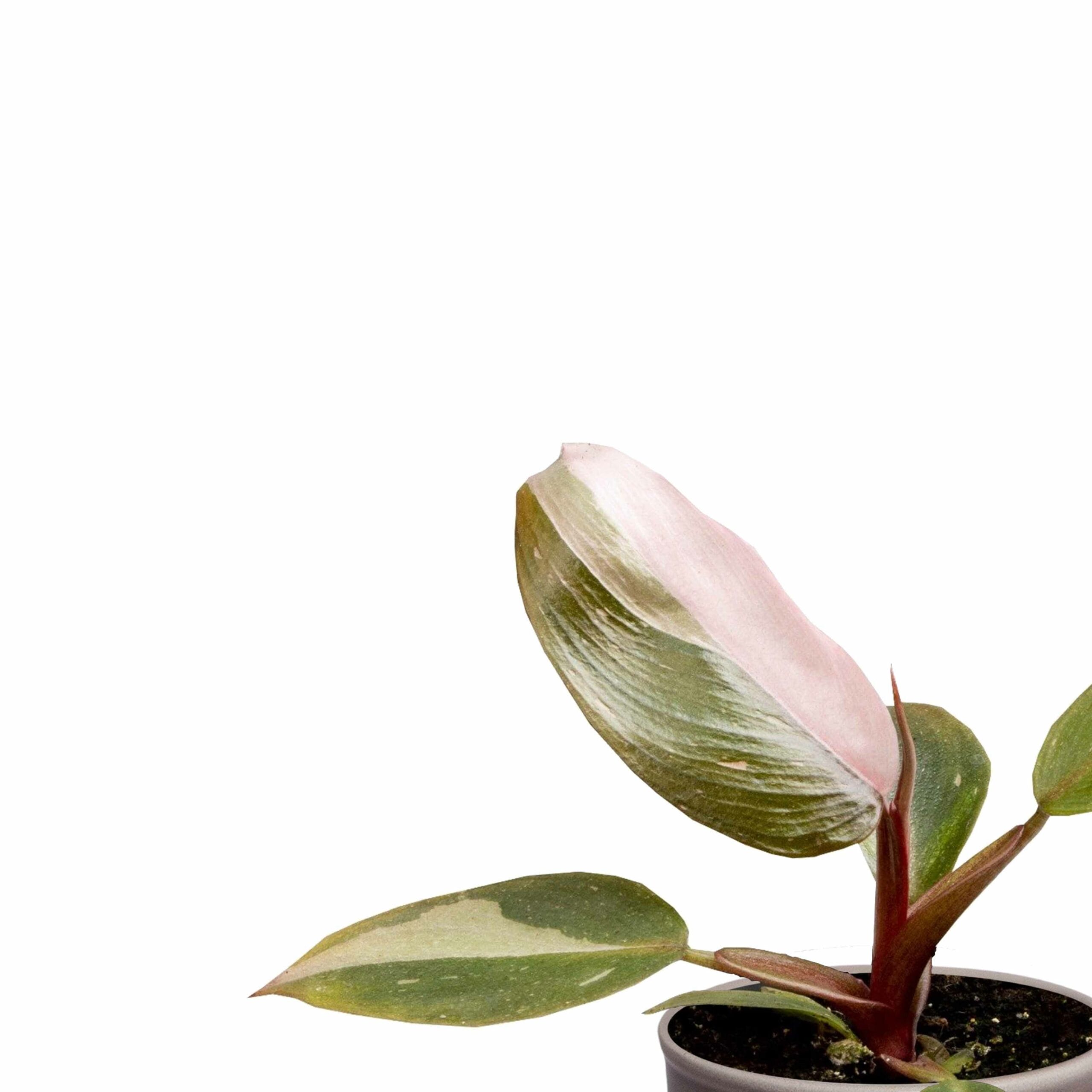 Plantenset Trio Philodendron ↑ 10 cm ⌀ 8 - Afbeelding 7