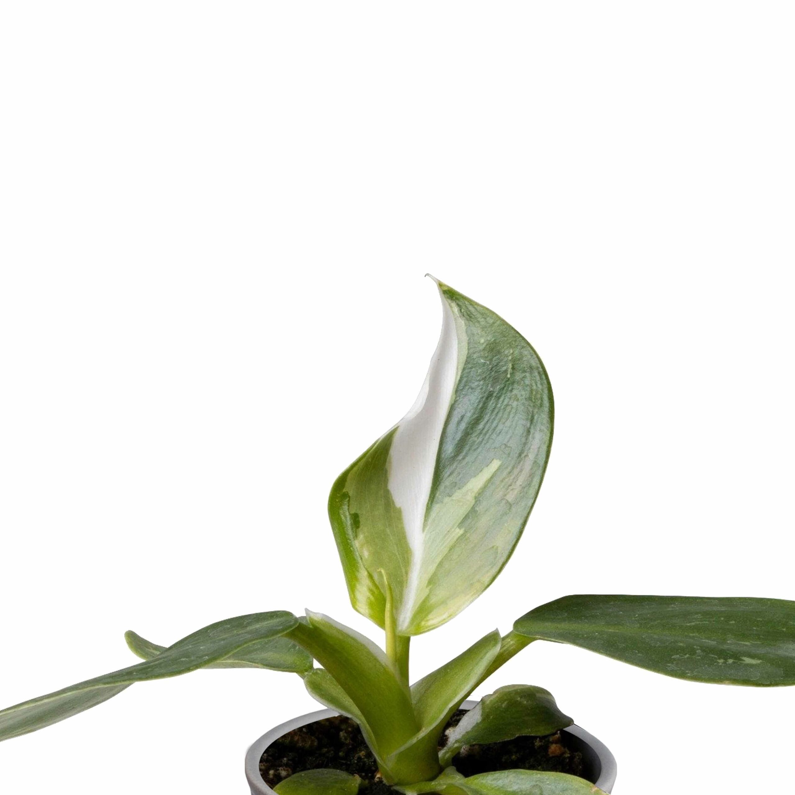 Plantenset Trio Philodendron ↑ 10 cm ⌀ 8 - Afbeelding 8