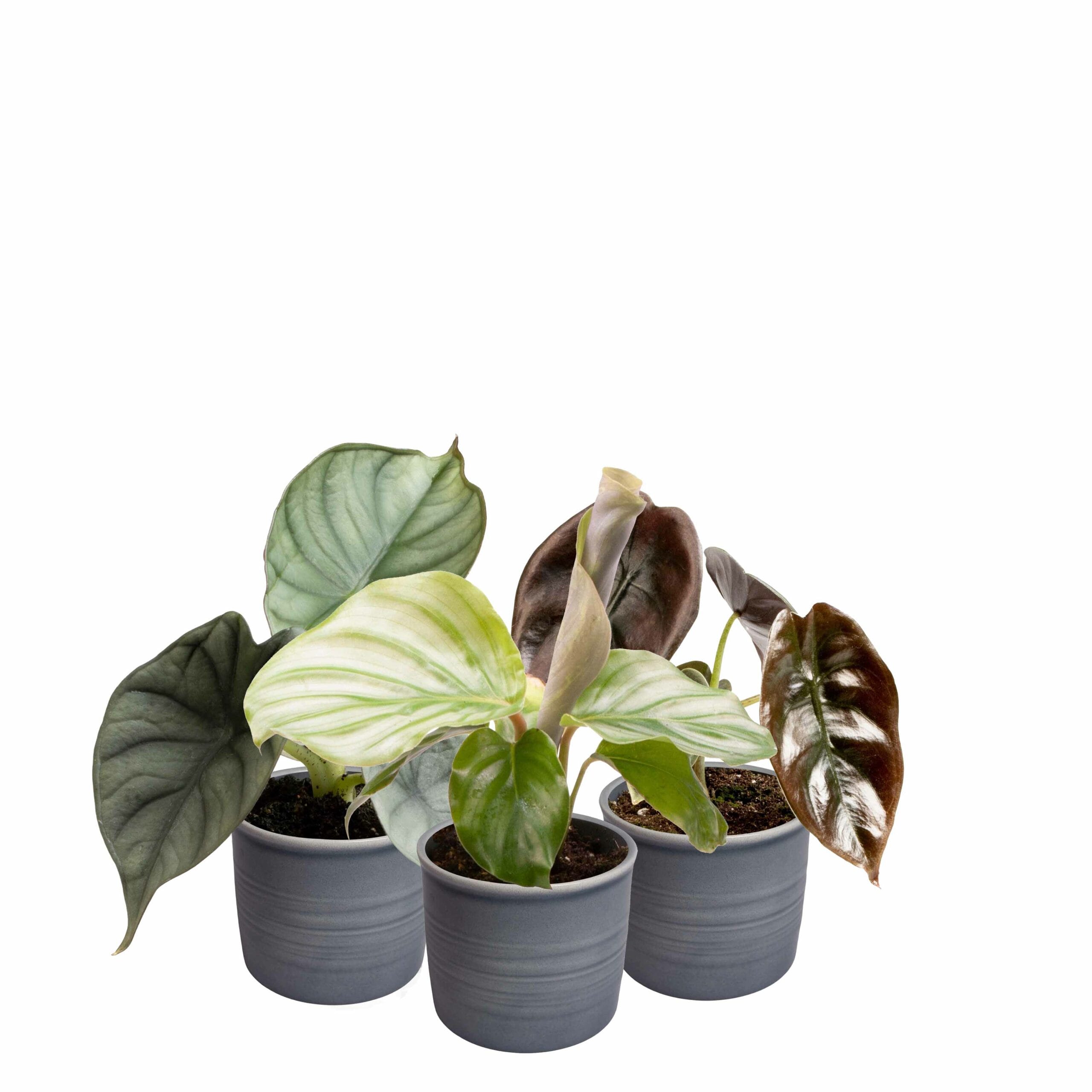 Plantenset 'Jungle Dream' ↑ 14 cm ⌀ 6