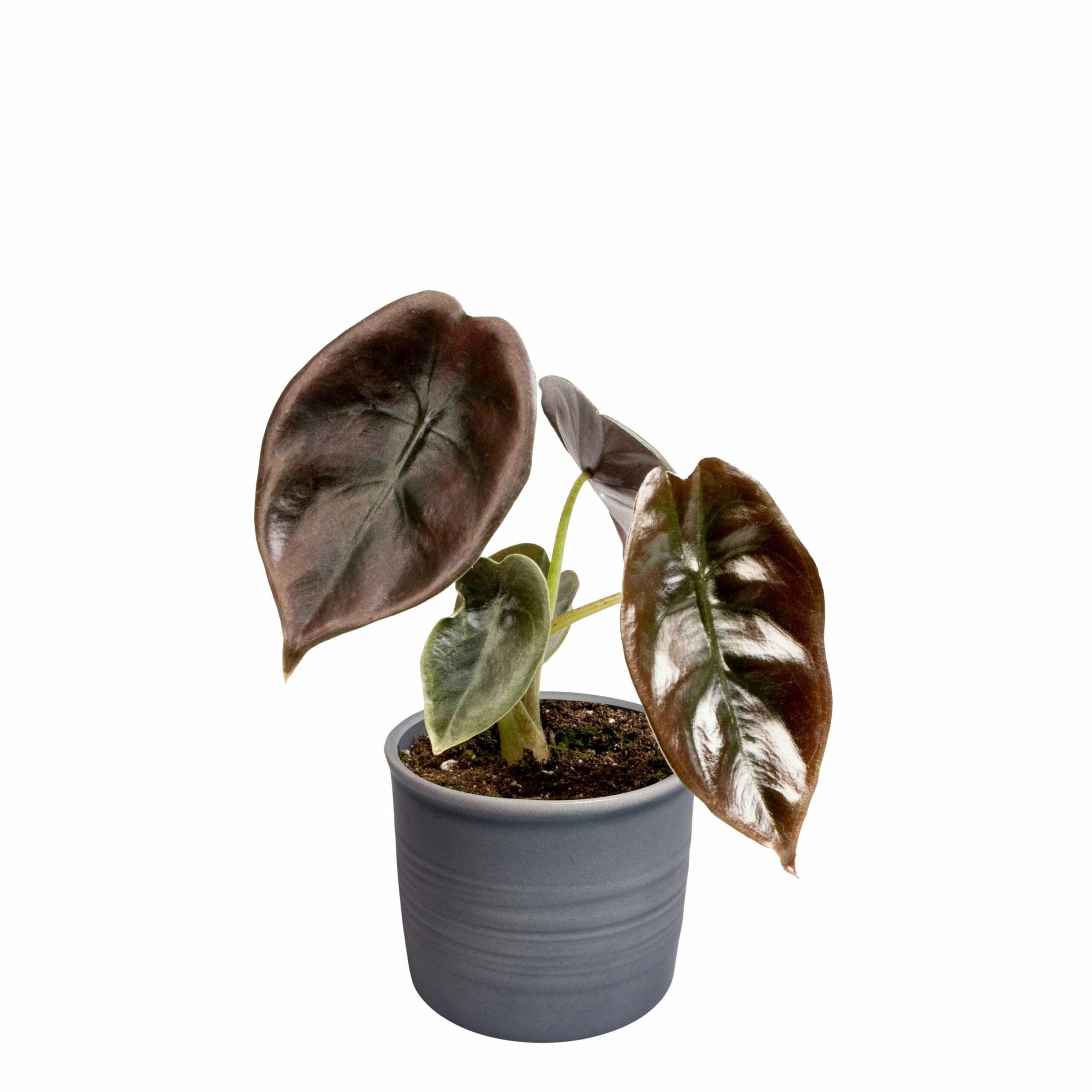 Plantenset 'Jungle Dream' ↑ 14 cm ⌀ 6 - Afbeelding 3