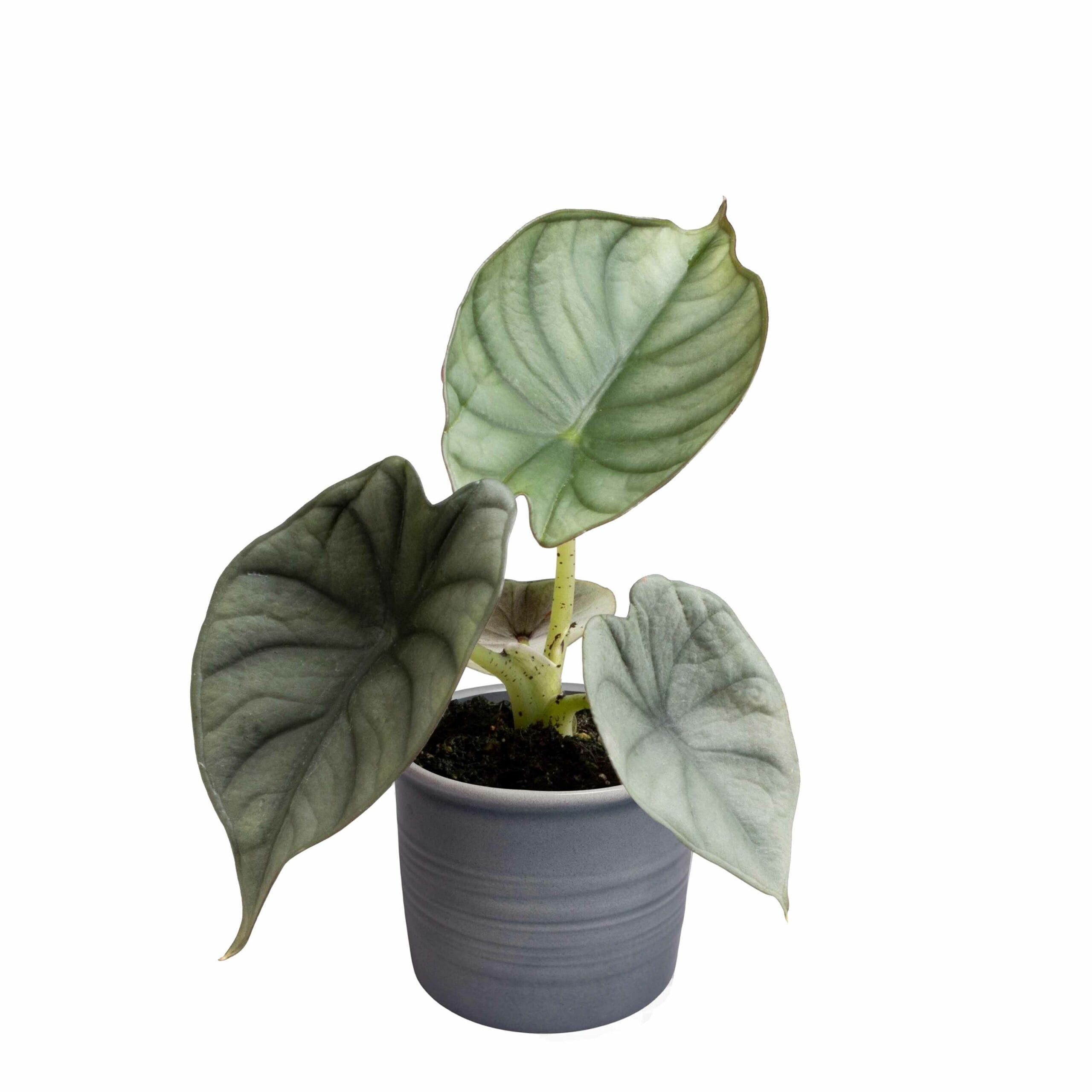 Plantenset 'Jungle Dream' ↑ 14 cm ⌀ 6 - Afbeelding 4