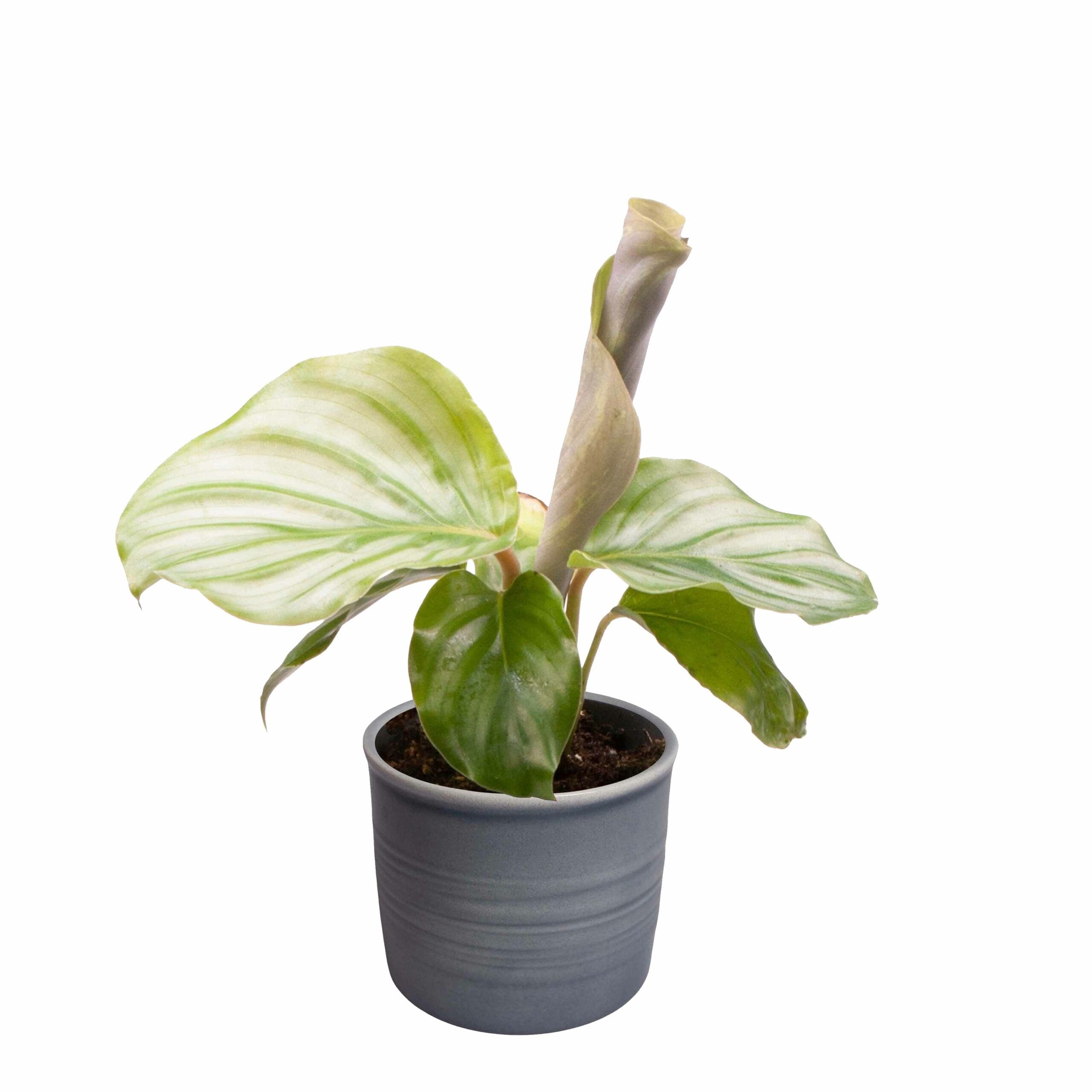 Plantenset 'Jungle Dream' ↑ 14 cm ⌀ 6 - Afbeelding 5