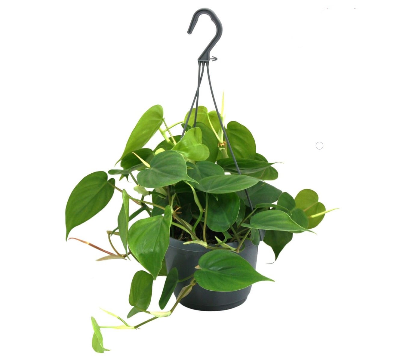 Philodendron Scandens (hangplant) ↑ 35 cm ⌀ 15