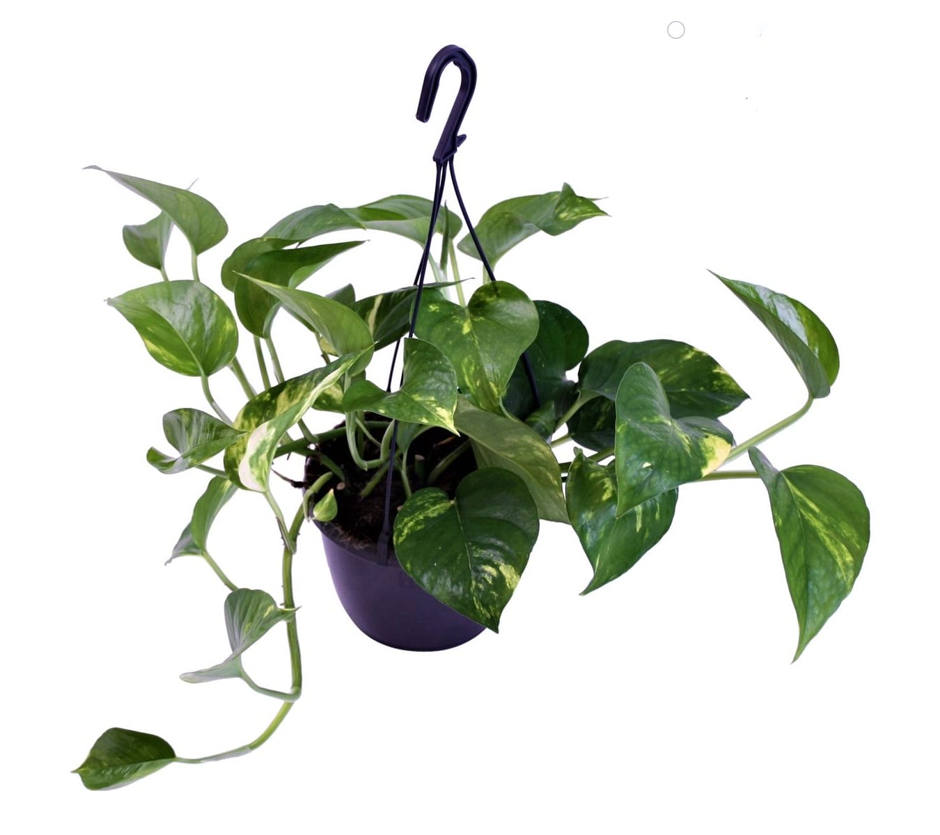 Scindapsus Aureum (hangplant) ↑ 30 cm ⌀ 15