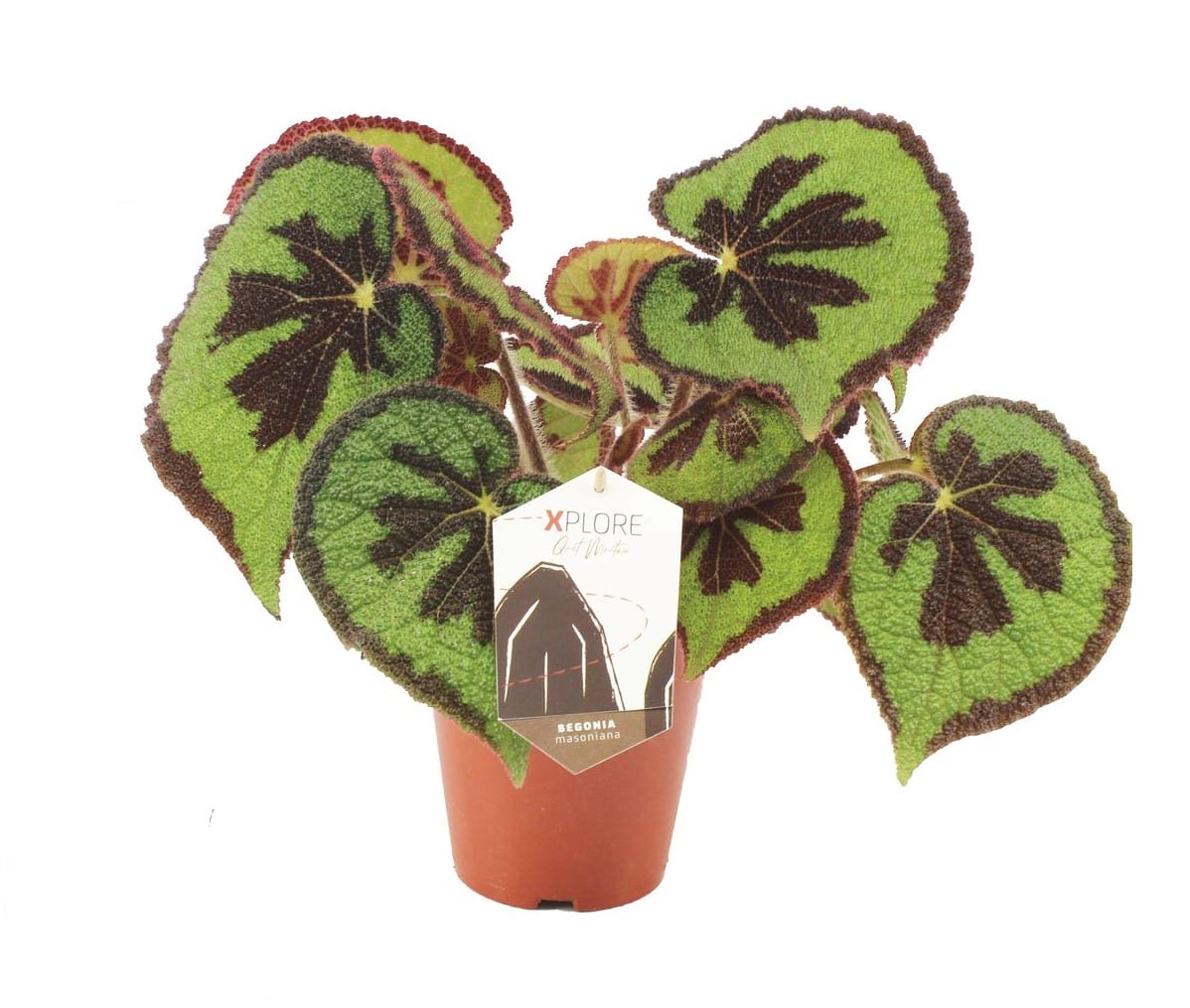 Begonia Masoniana Mountain ↑ 30 cm ⌀ 15