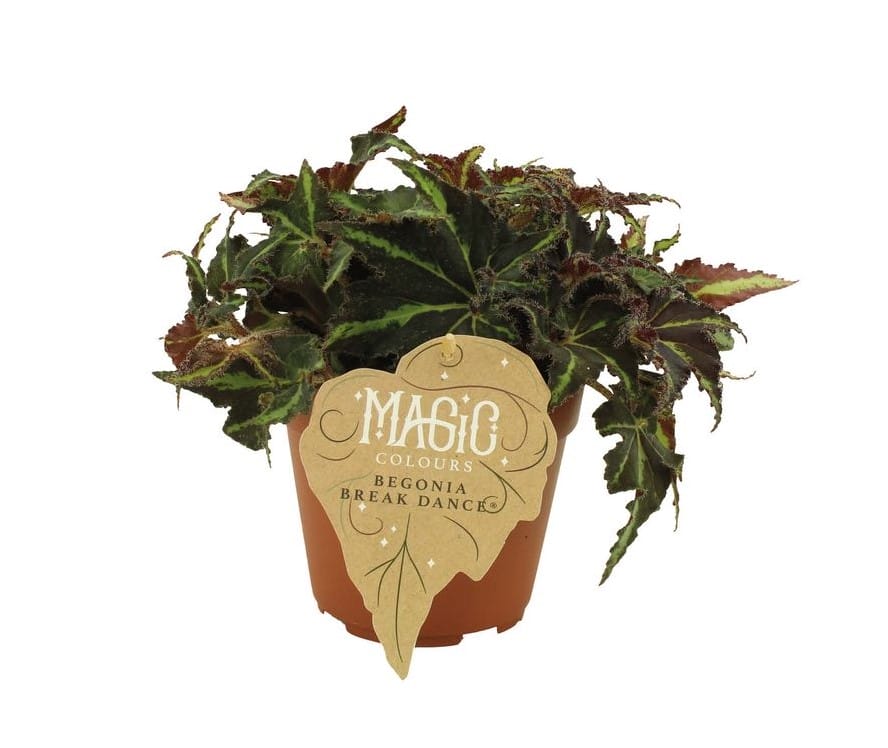 Begonia rex Breakdance ↑ 25 cm ⌀ 12