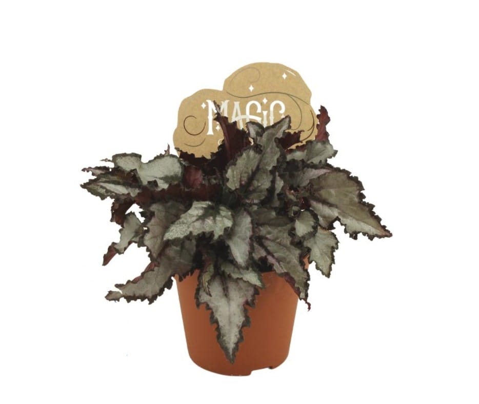 Begonia rex Coco ↑ 20 cm ⌀ 8,5