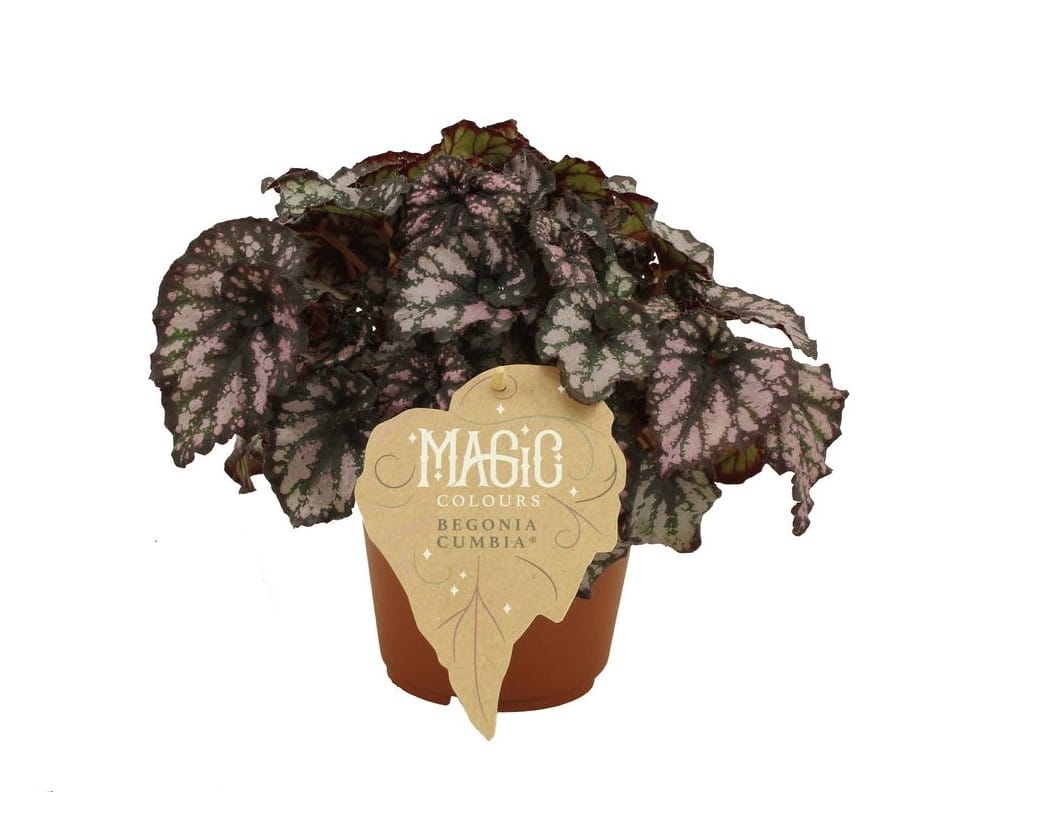 Begonia rex Cumbia ↑ 25 cm ⌀ 12