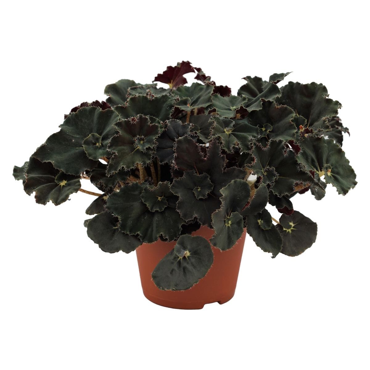 Begonia rex Dark mambo ↑ 25 cm ⌀ 12