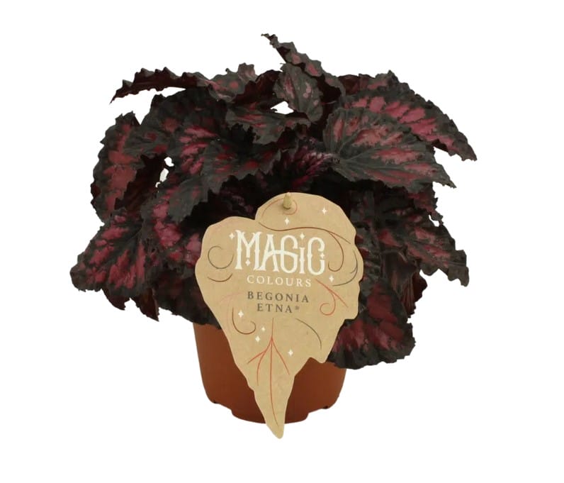 Begonia rex Etna ↑ 25 cm ⌀ 12