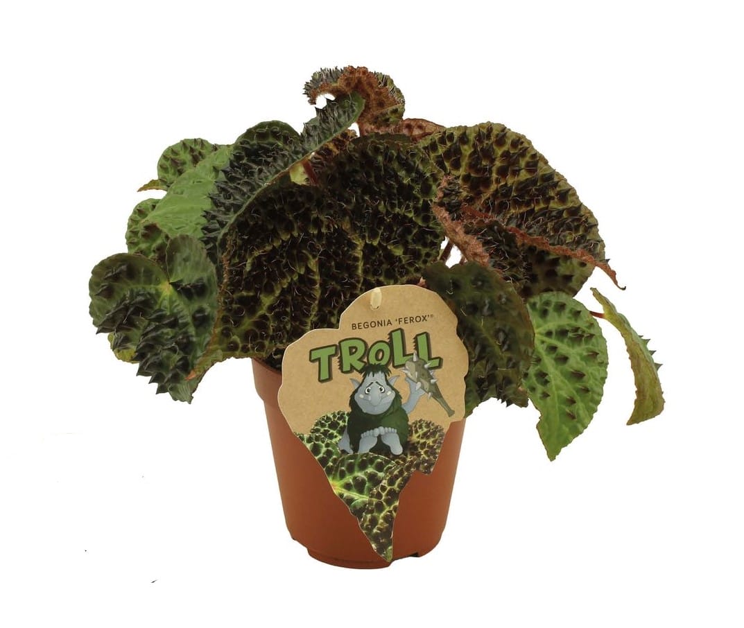 Begonia rex Ferox ↑ 30 cm ⌀ 17