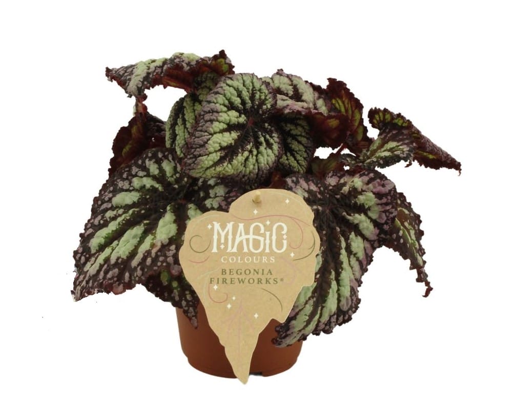 Begonia rex Fireworks ↑ 25 cm ⌀ 12