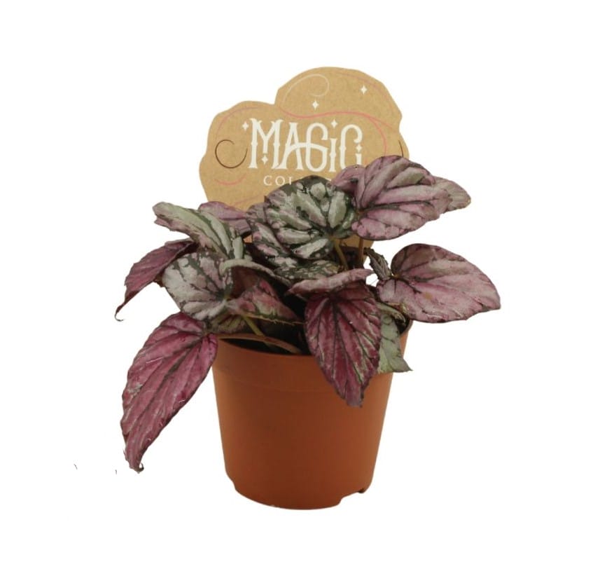 Begonia rex Hugh Mclauchlan ↑ 20 cm ⌀ 8,5