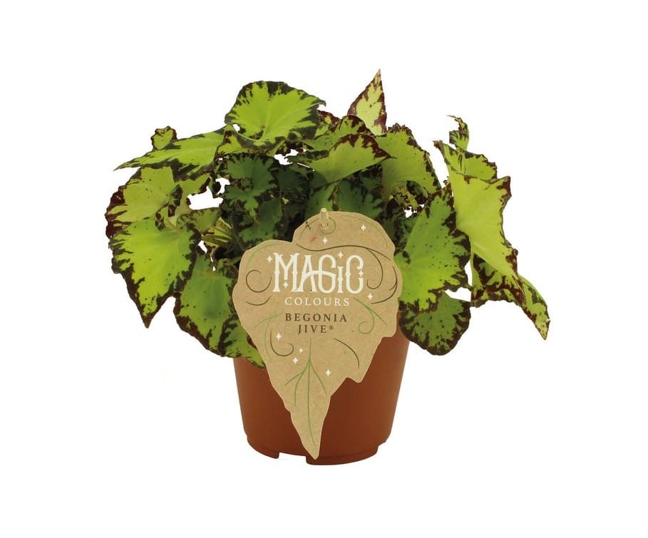 Begonia rex Jive ↑ 25 cm ⌀ 12