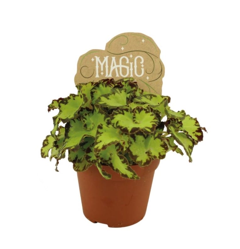 Begonia rex Jive ↑ 20 cm ⌀ 8,5