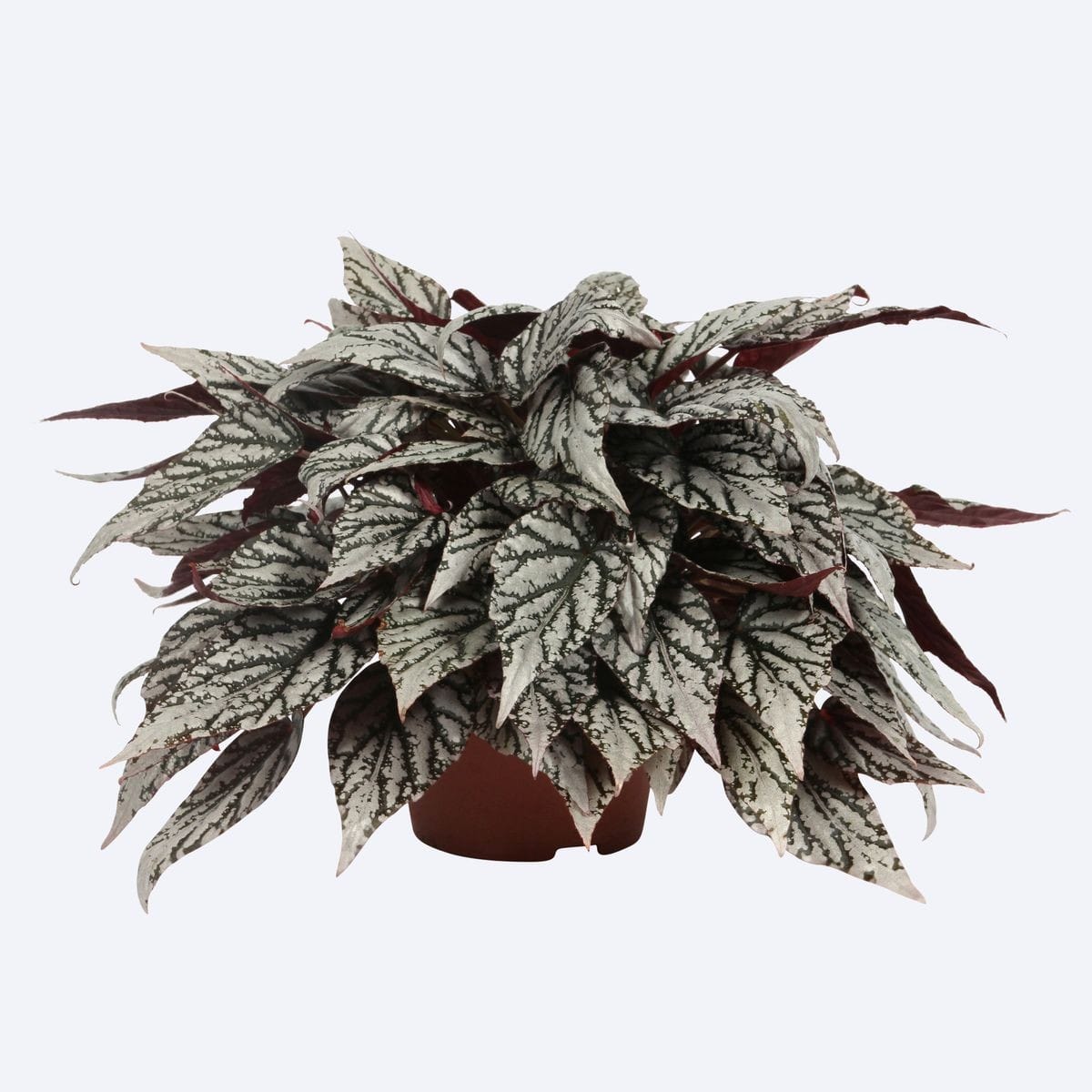 Begonia rex Jolly Silver ↑ 25 cm ⌀ 12