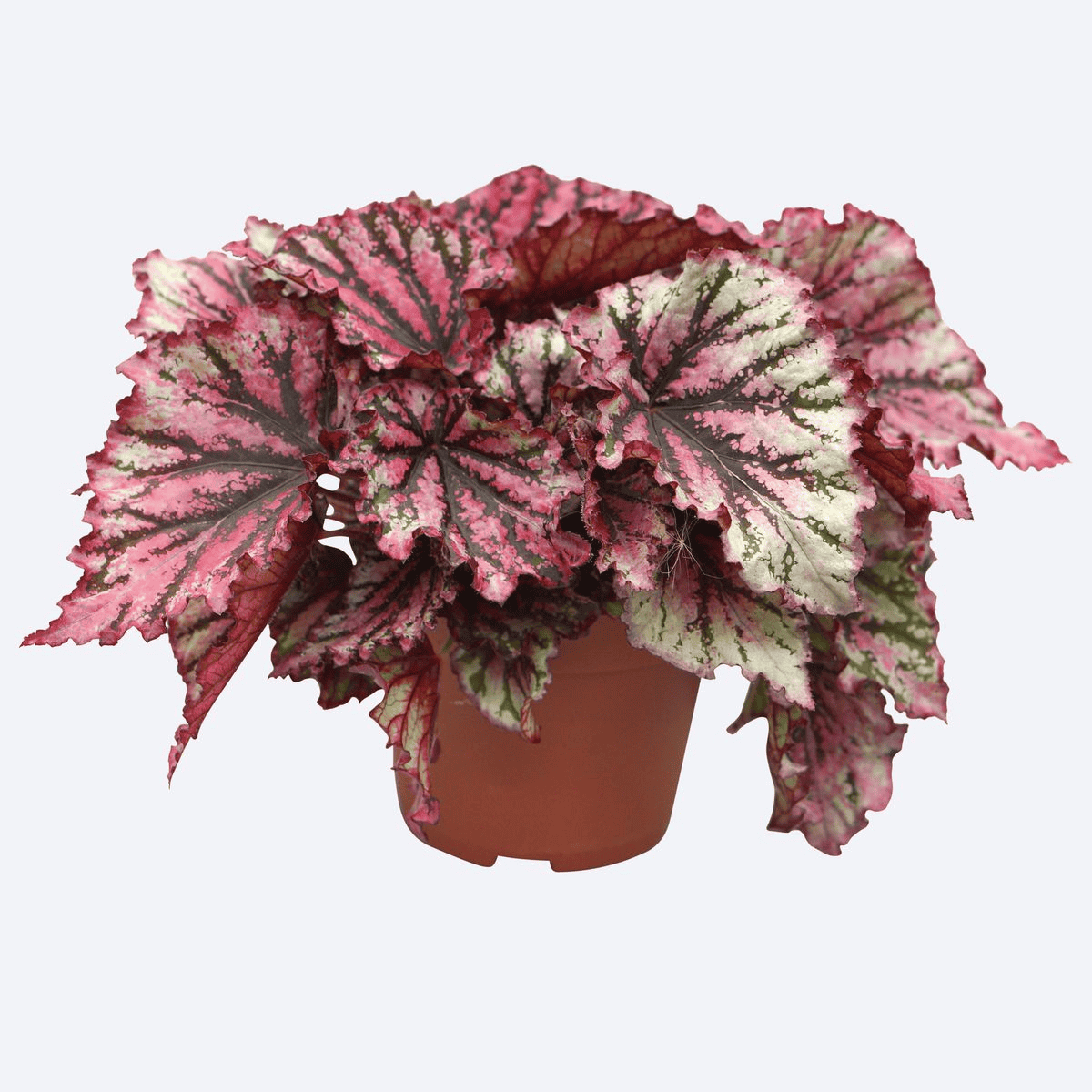 Begonia rex Lambada ↑ 25 cm ⌀ 12