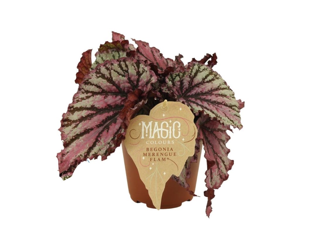 Begonia rex Merenque ↑ 25 cm ⌀ 12