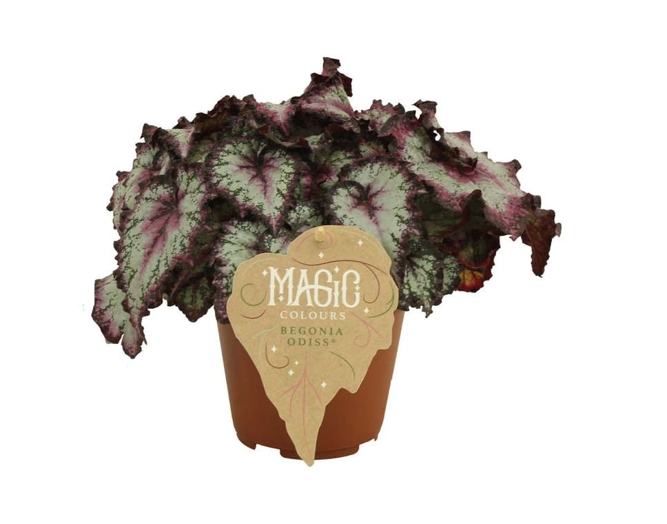 Begonia rex Odissi ↑ 25 cm ⌀ 12