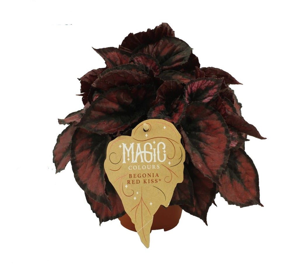 Begonia rex Red Kiss ↑ 25 cm ⌀ 12