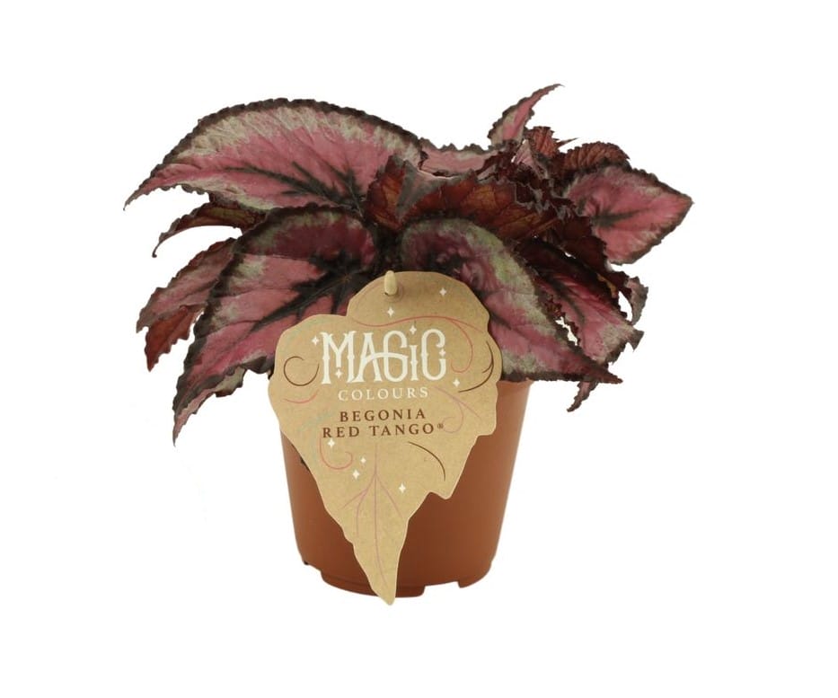 Begonia rex Red Tango ↑ 25 cm ⌀ 12