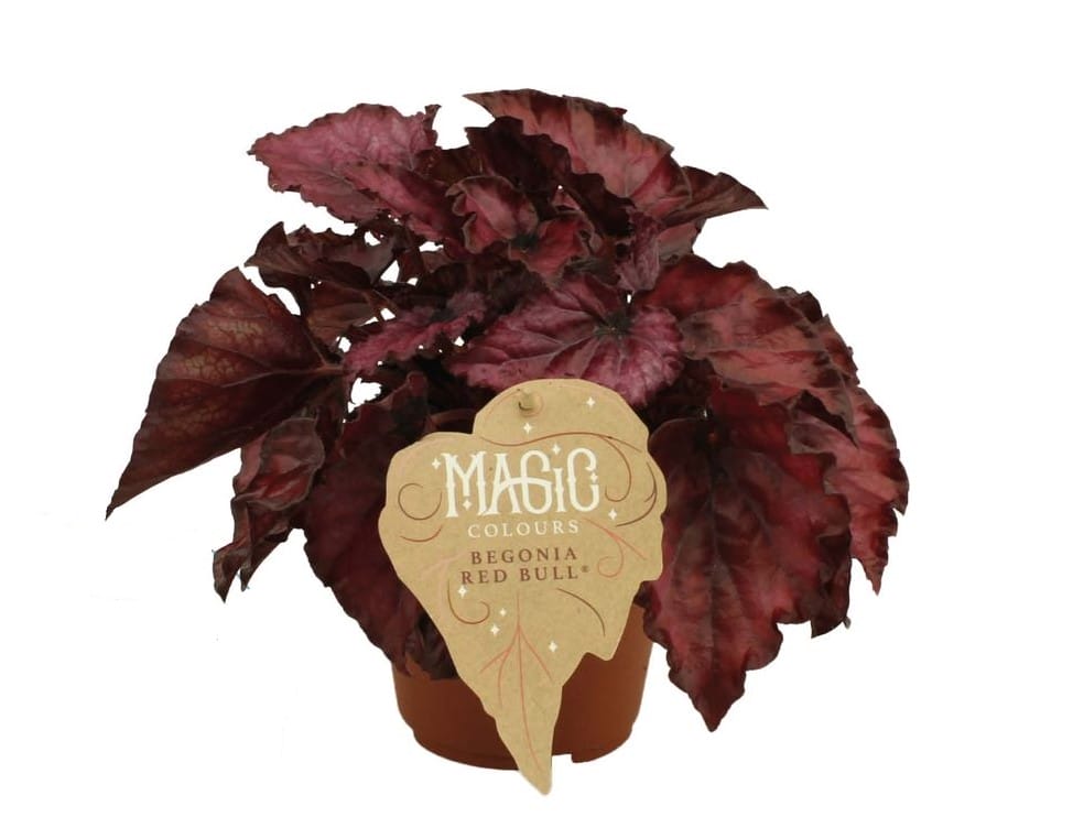 Begonia rex Red Bull ↑ 25 cm ⌀ 12