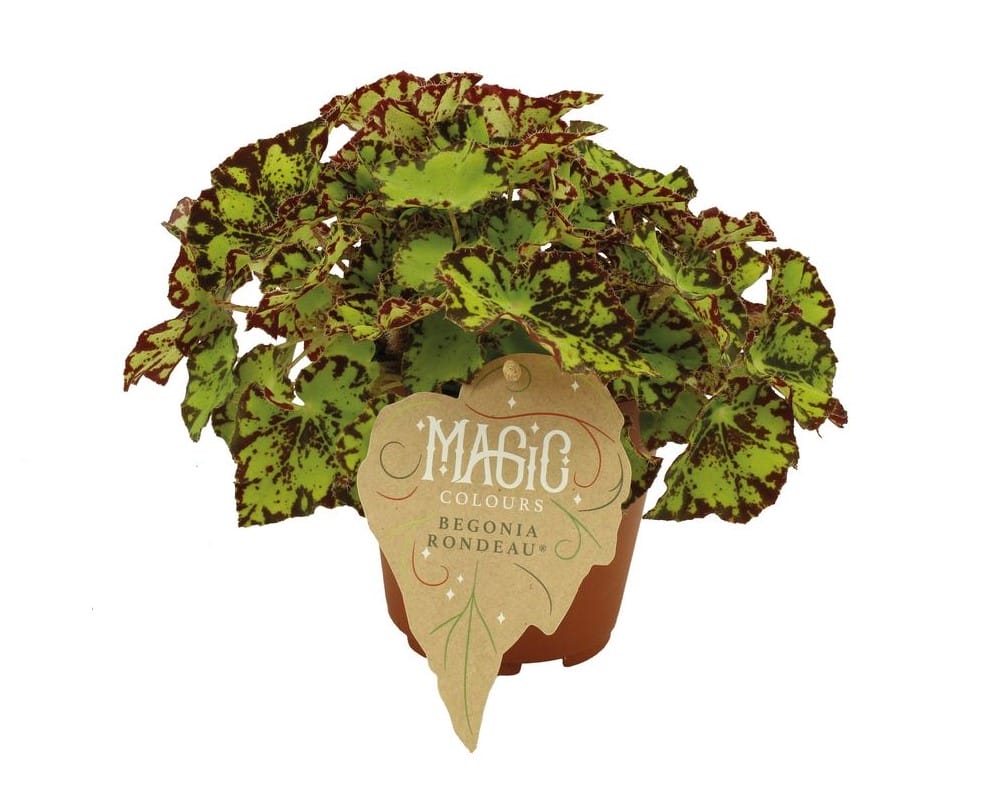 Begonia rex Rondeau ↑ 25 cm ⌀ 12