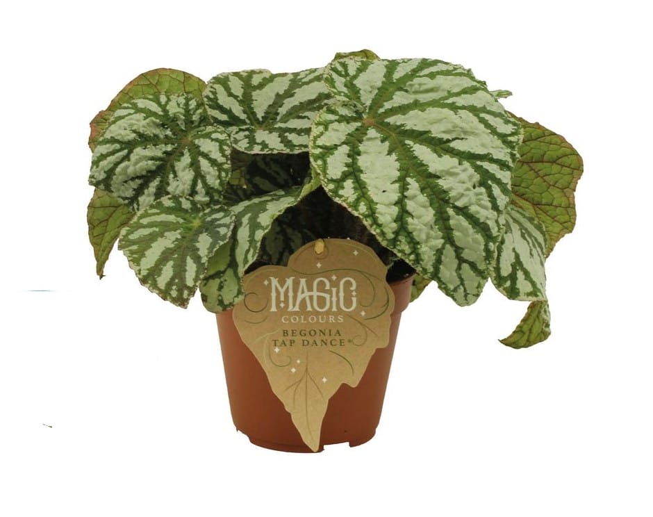 Begonia rex Tap dance ↑ 25 cm ⌀ 12