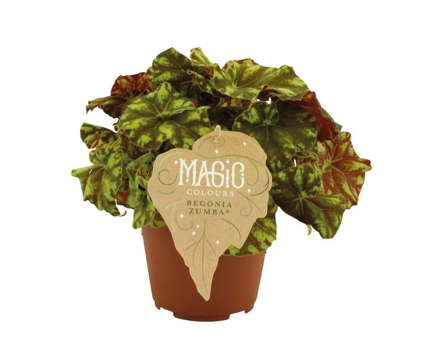 Begonia rex Zumba ↑ 25 cm ⌀ 12