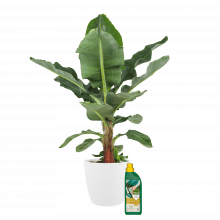 Bananenplant met Pokon en sierpot ↑ 80 cm ⌀ 24
