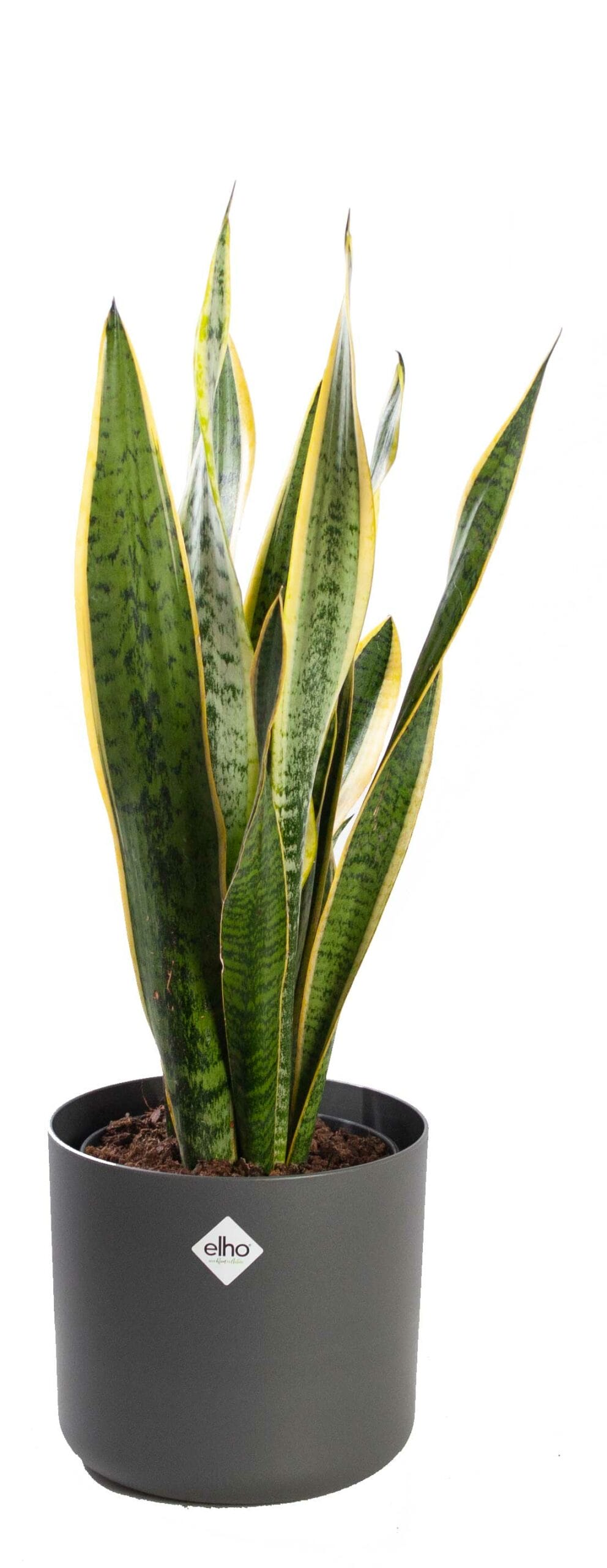Sansevieria Laurentii met pot ↑ 60 cm ⌀ 19 cm