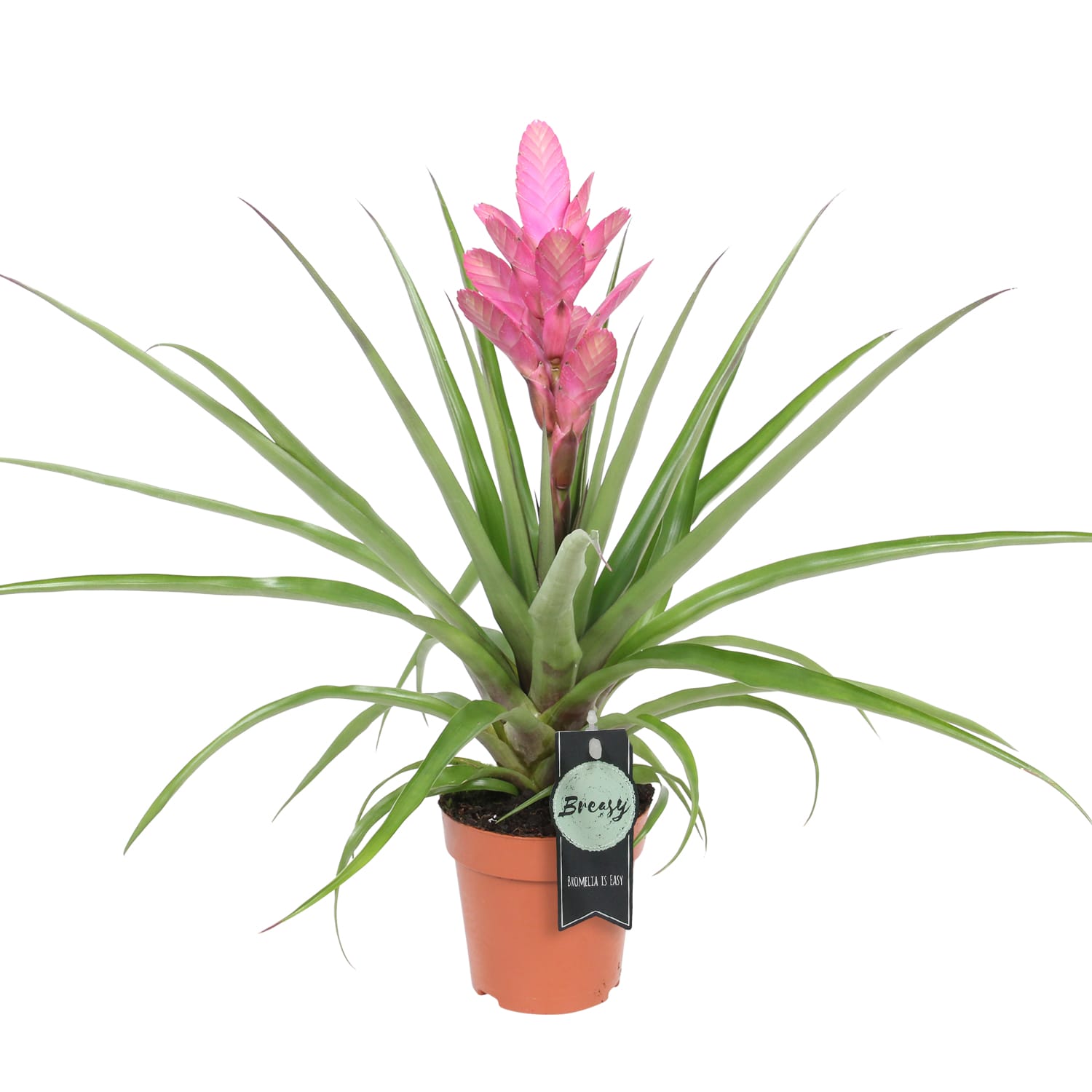 Tillandsia Antonio single ↑40 cm ⌀ 12