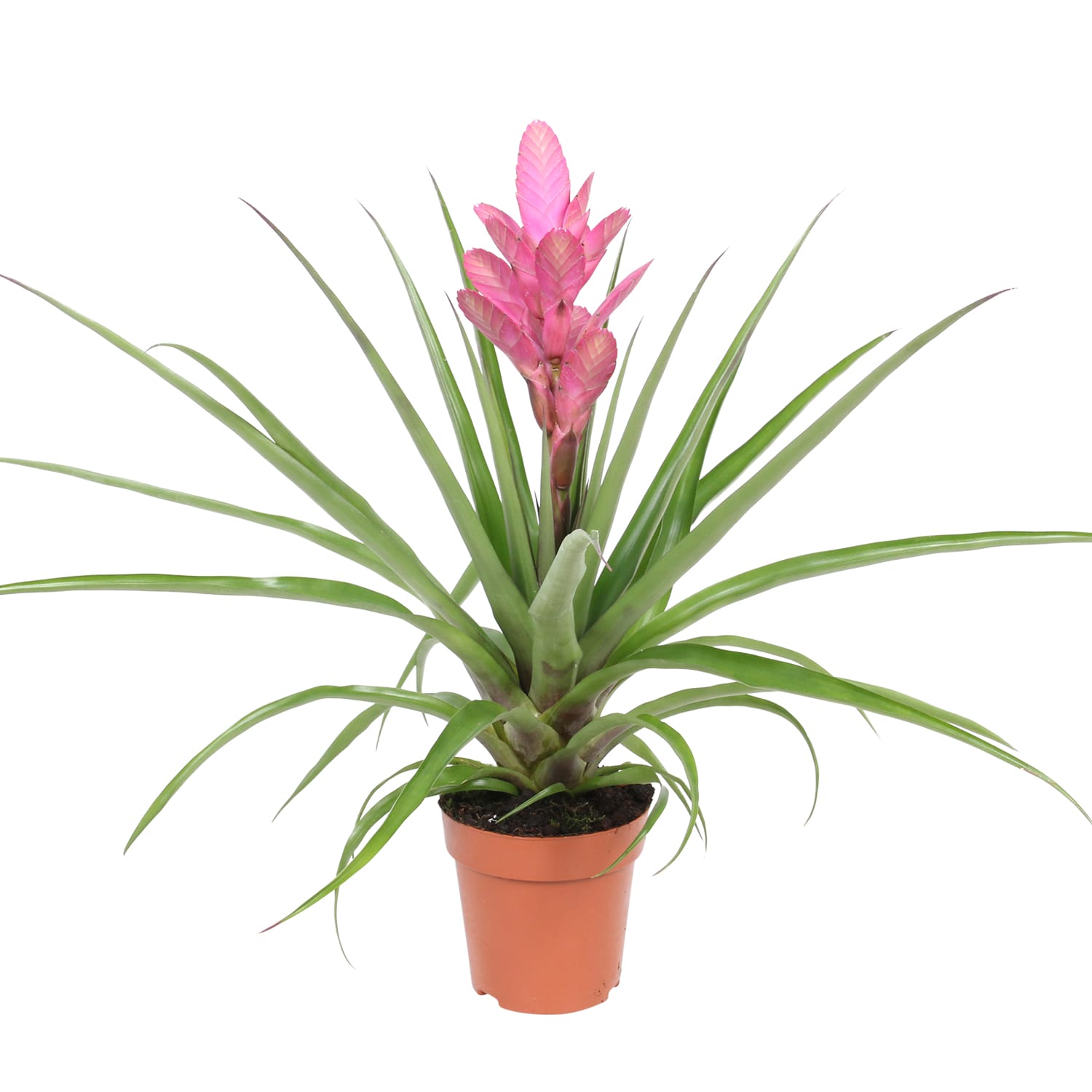 Tillandsia Antonio single ↑40 cm ⌀ 12 - Afbeelding 3