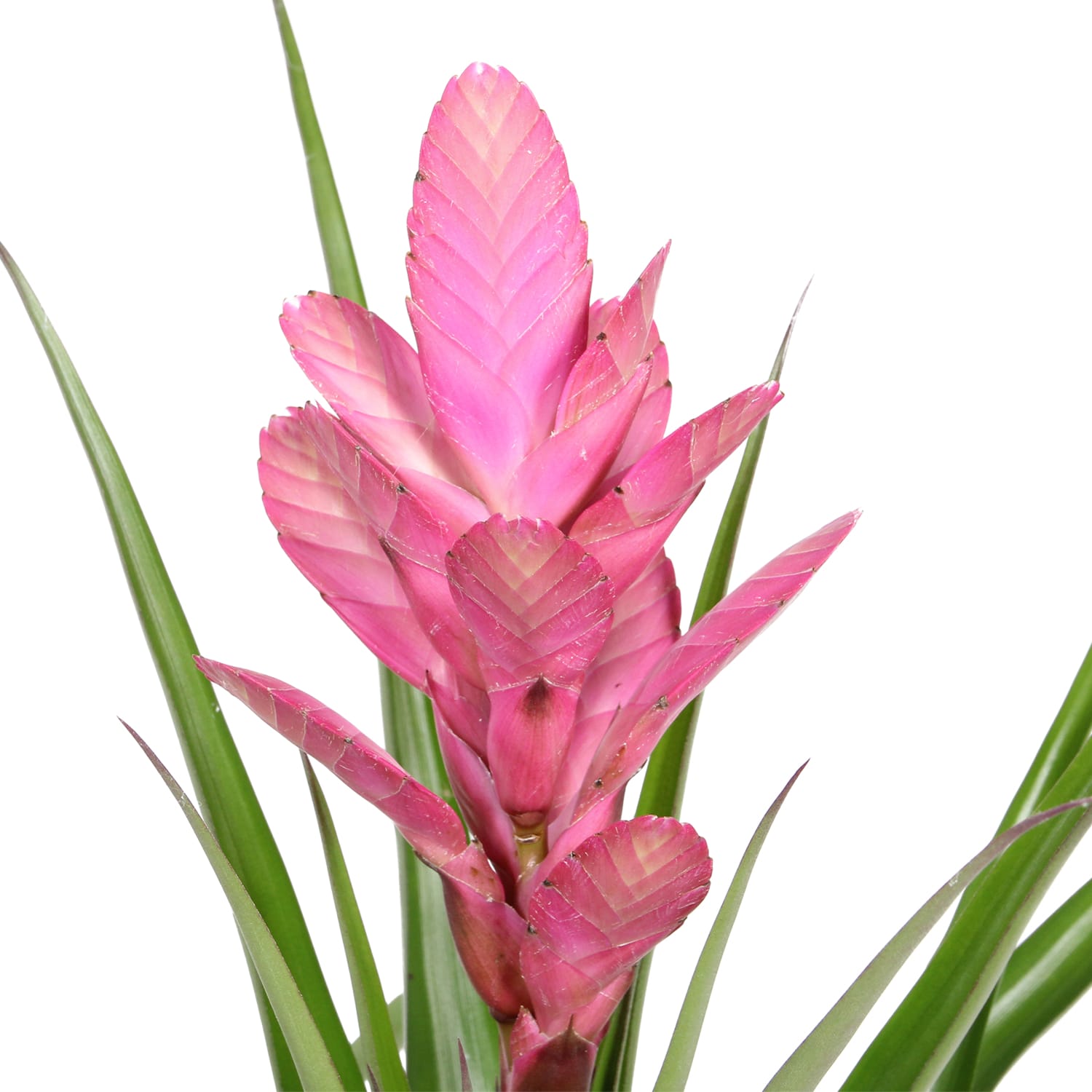 Tillandsia Antonio single ↑40 cm ⌀ 12 - Afbeelding 4