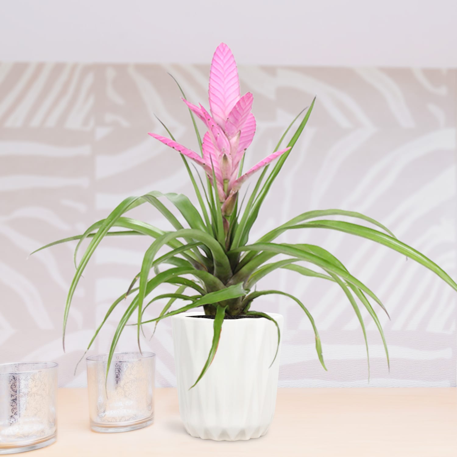Tillandsia Antonio single ↑40 cm ⌀ 12 - Afbeelding 7