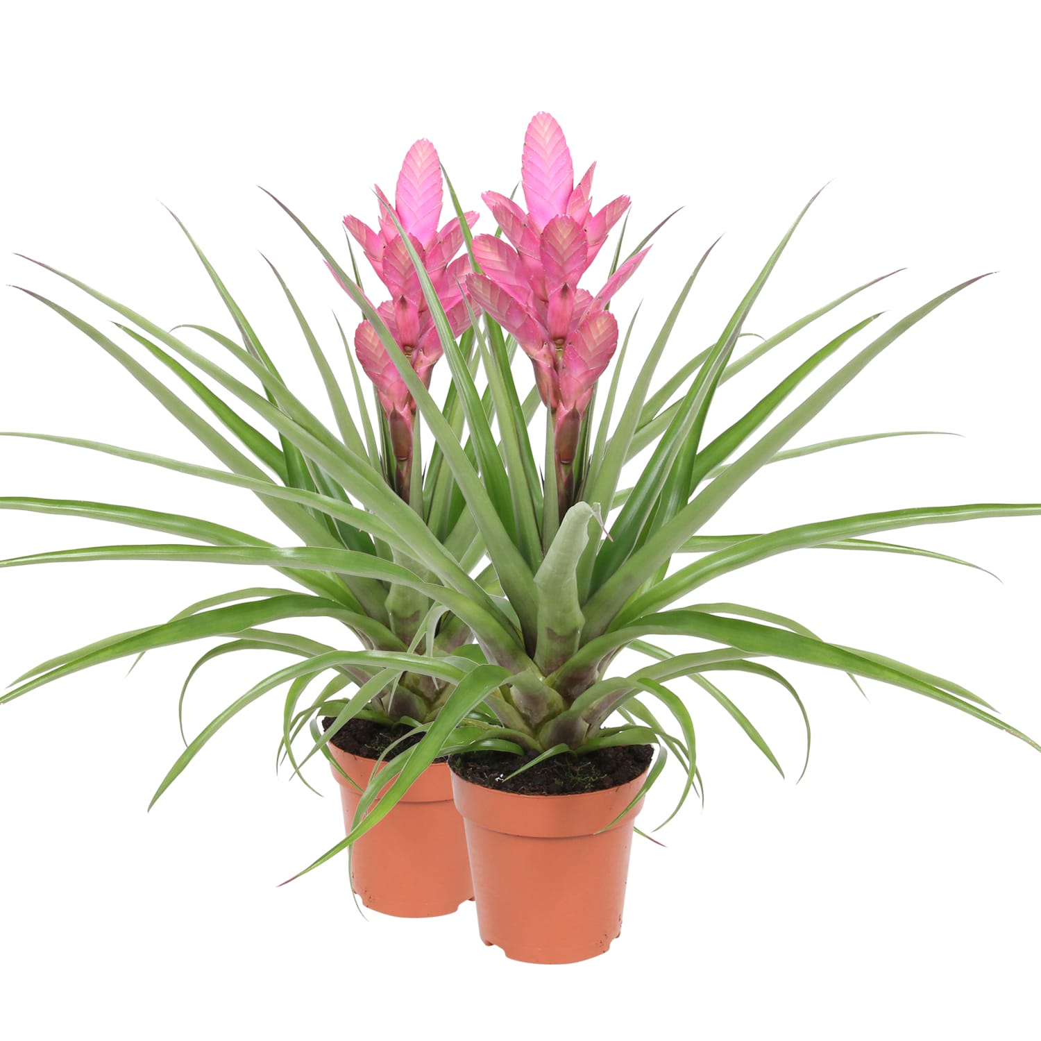 Tillandsia Antonio double ↑30 cm ⌀ 12 - Afbeelding 3