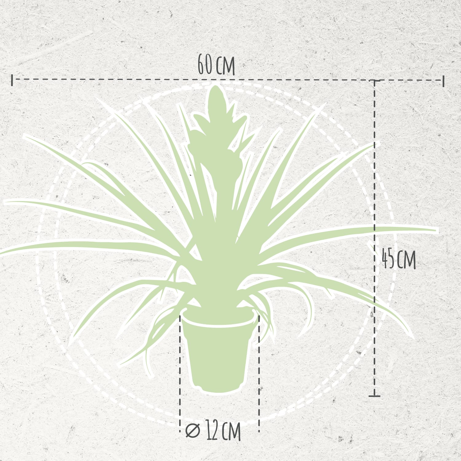 Tillandsia Antonio double ↑30 cm ⌀ 12 - Afbeelding 5