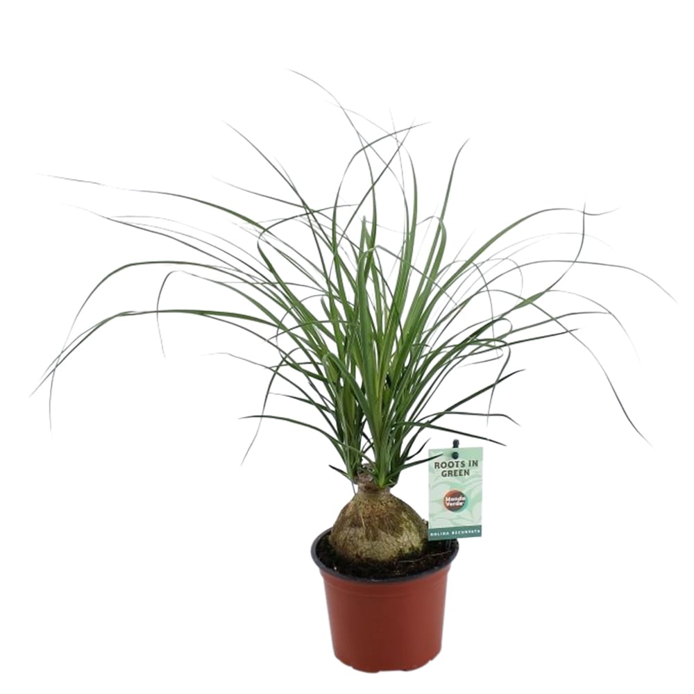 Beaucarnea Nolina ↑ 45 cm ⌀ 12 cm