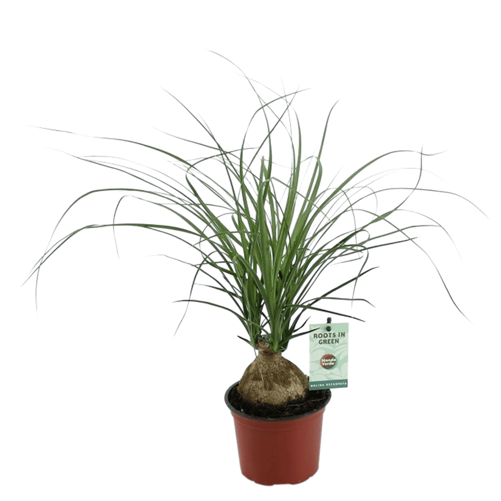 Beaucarnea Nolina ↑ 45 cm ⌀ 12 cm - Afbeelding 3