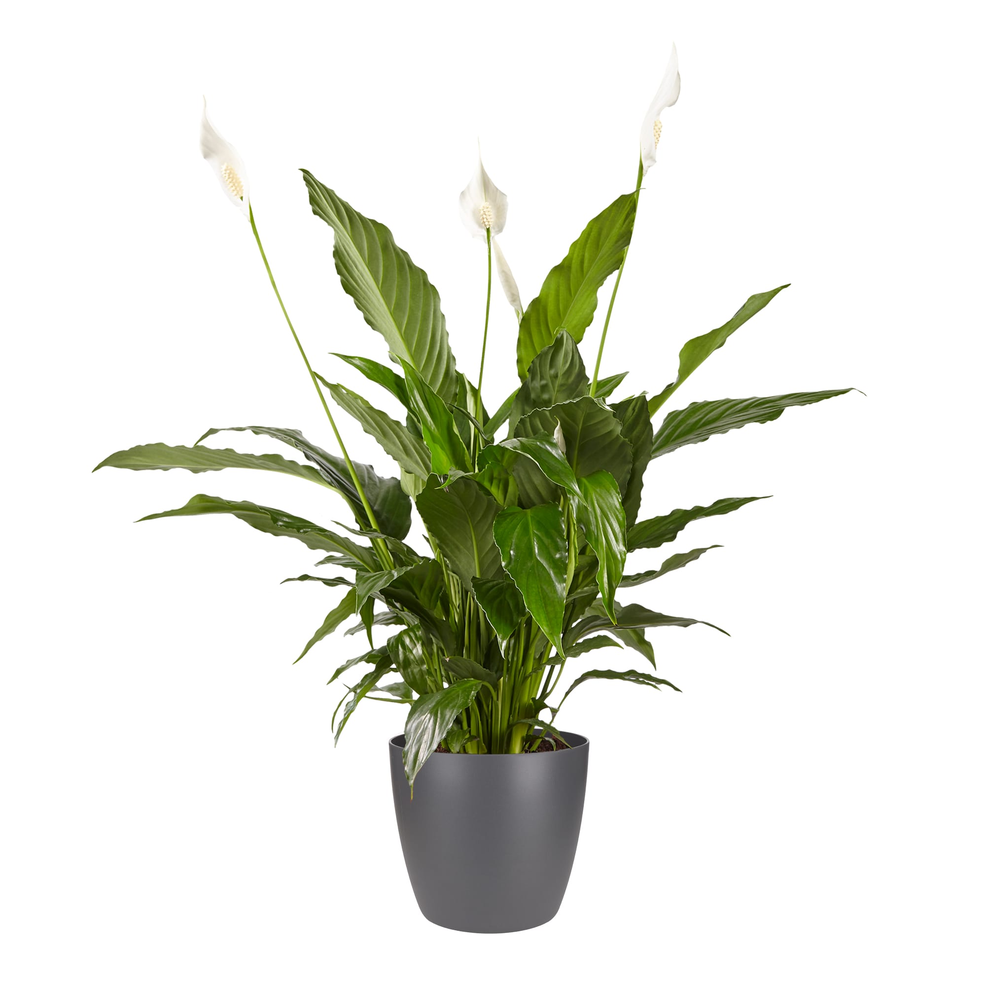 Lepelplant Spathiphyllum Vivaldi Brussels Round Antracite ↑ 70 cm ⌀ 17