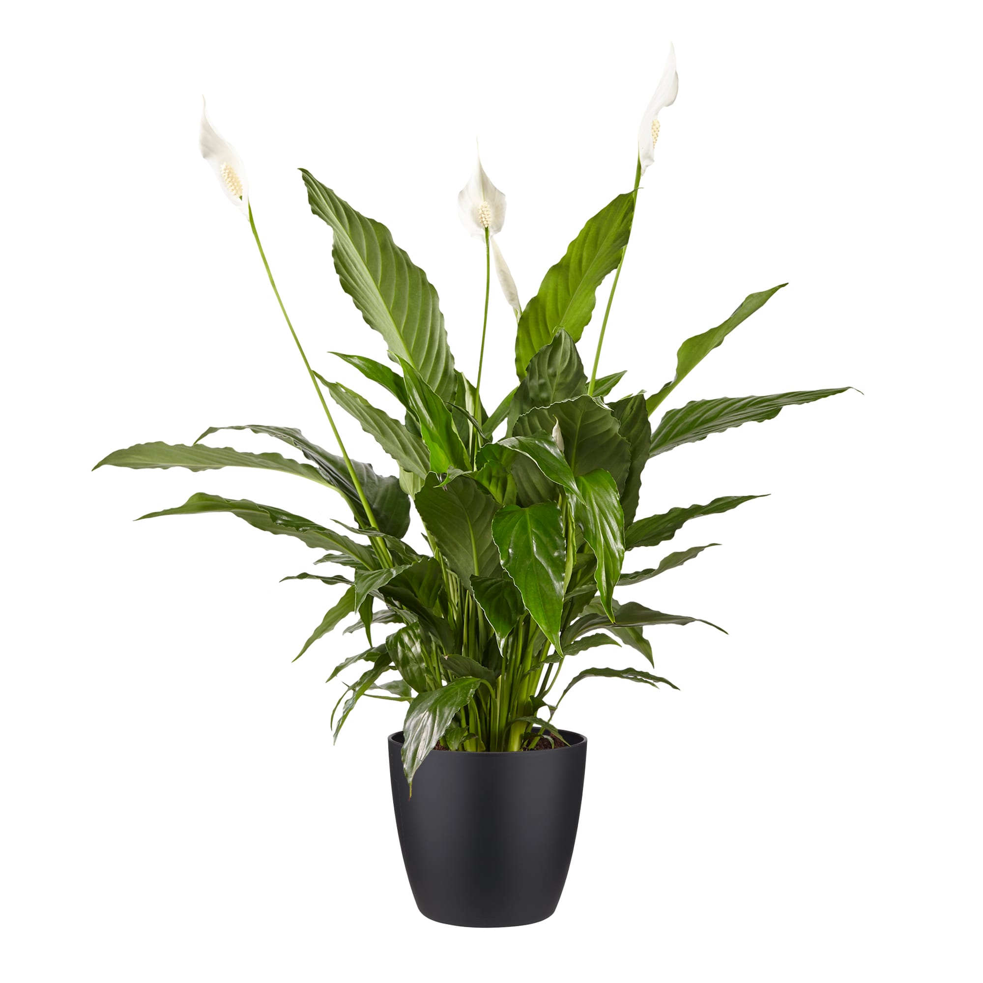 Lepelplant Spathiphyllum Vivaldi Brussels Round Black ↑ 70 cm ⌀ 17