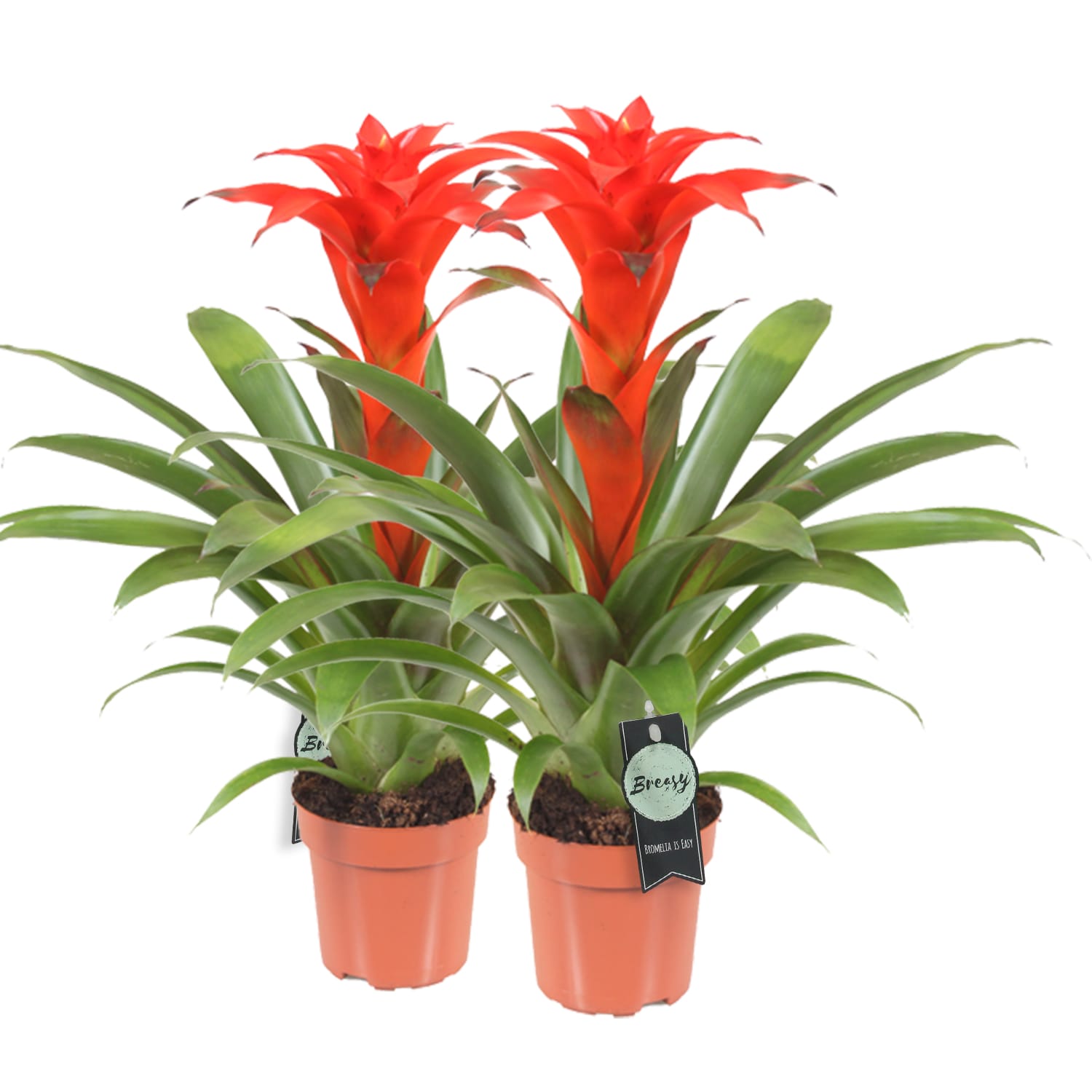 Bromelia Guzmania Calypso double ↑ 45 cm ⌀ 12 cm