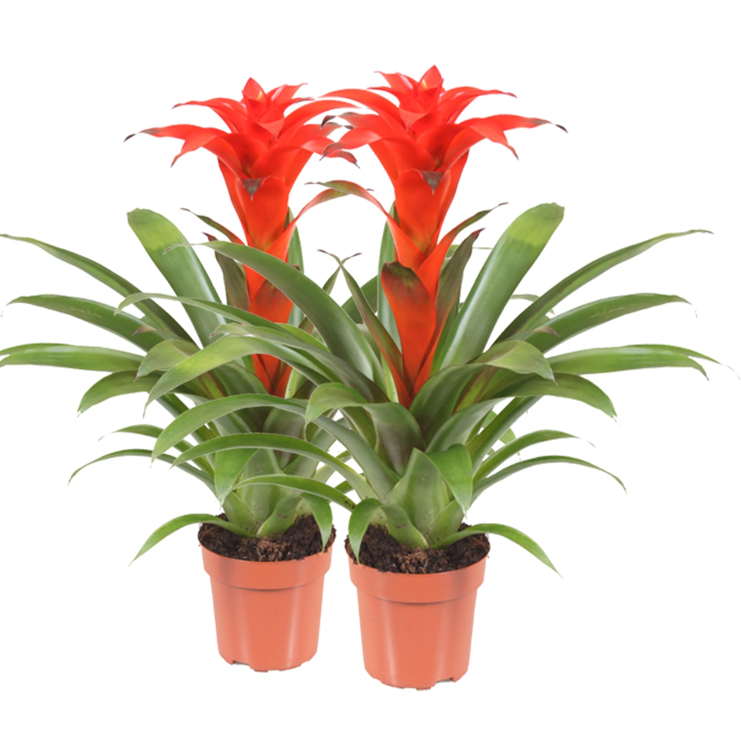 Bromelia Guzmania Calypso double ↑ 45 cm ⌀ 12 cm - Afbeelding 3