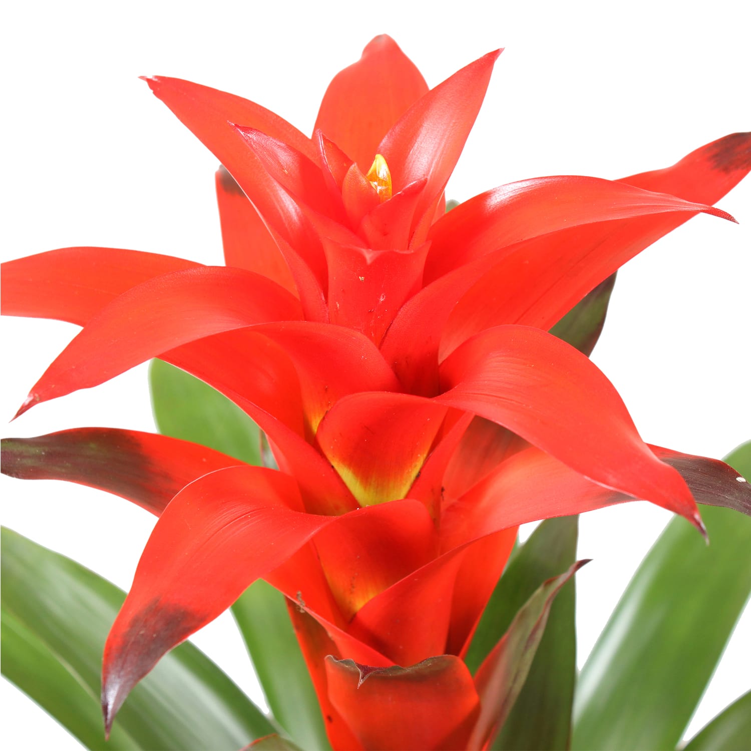Bromelia Guzmania Calypso double ↑ 45 cm ⌀ 12 cm - Afbeelding 4