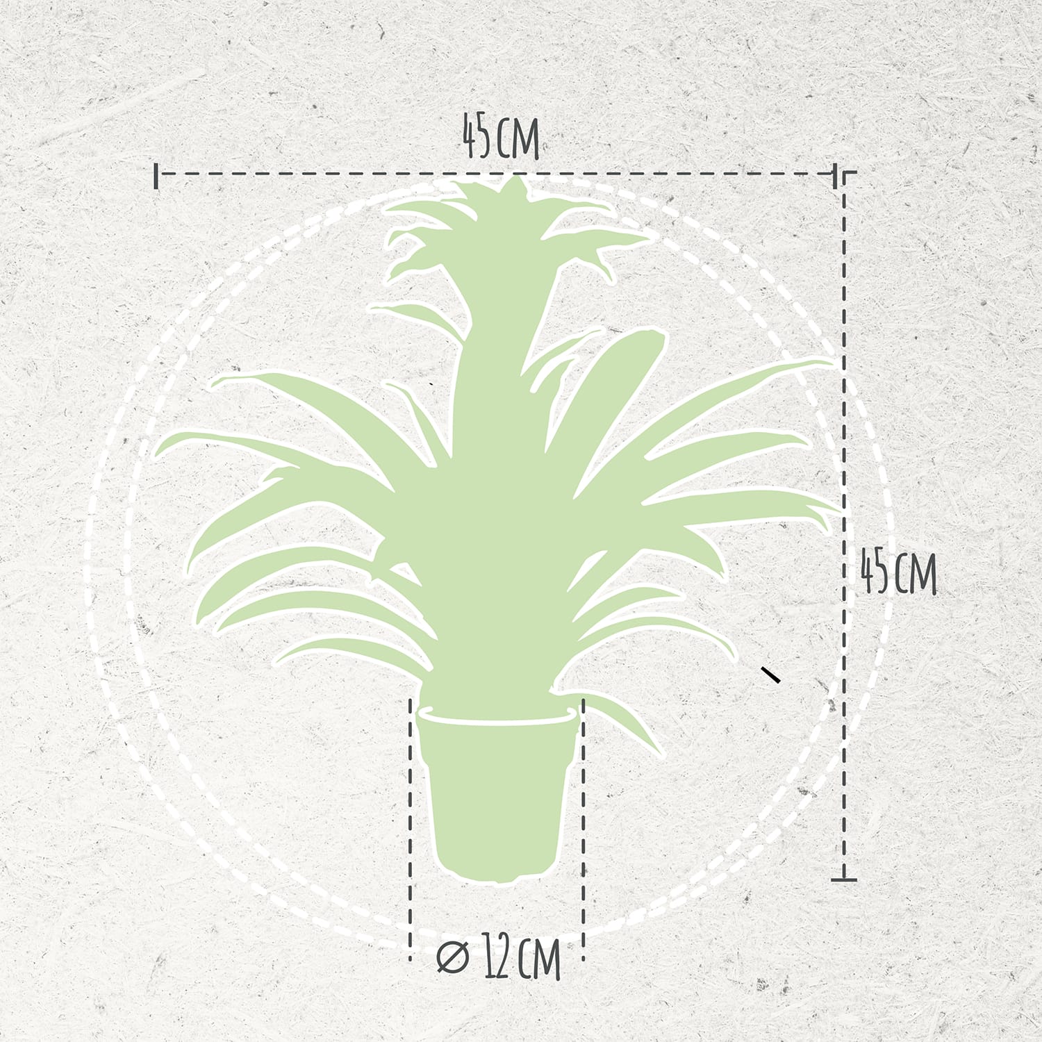 Bromelia Guzmania Calypso double ↑ 45 cm ⌀ 12 cm - Afbeelding 5