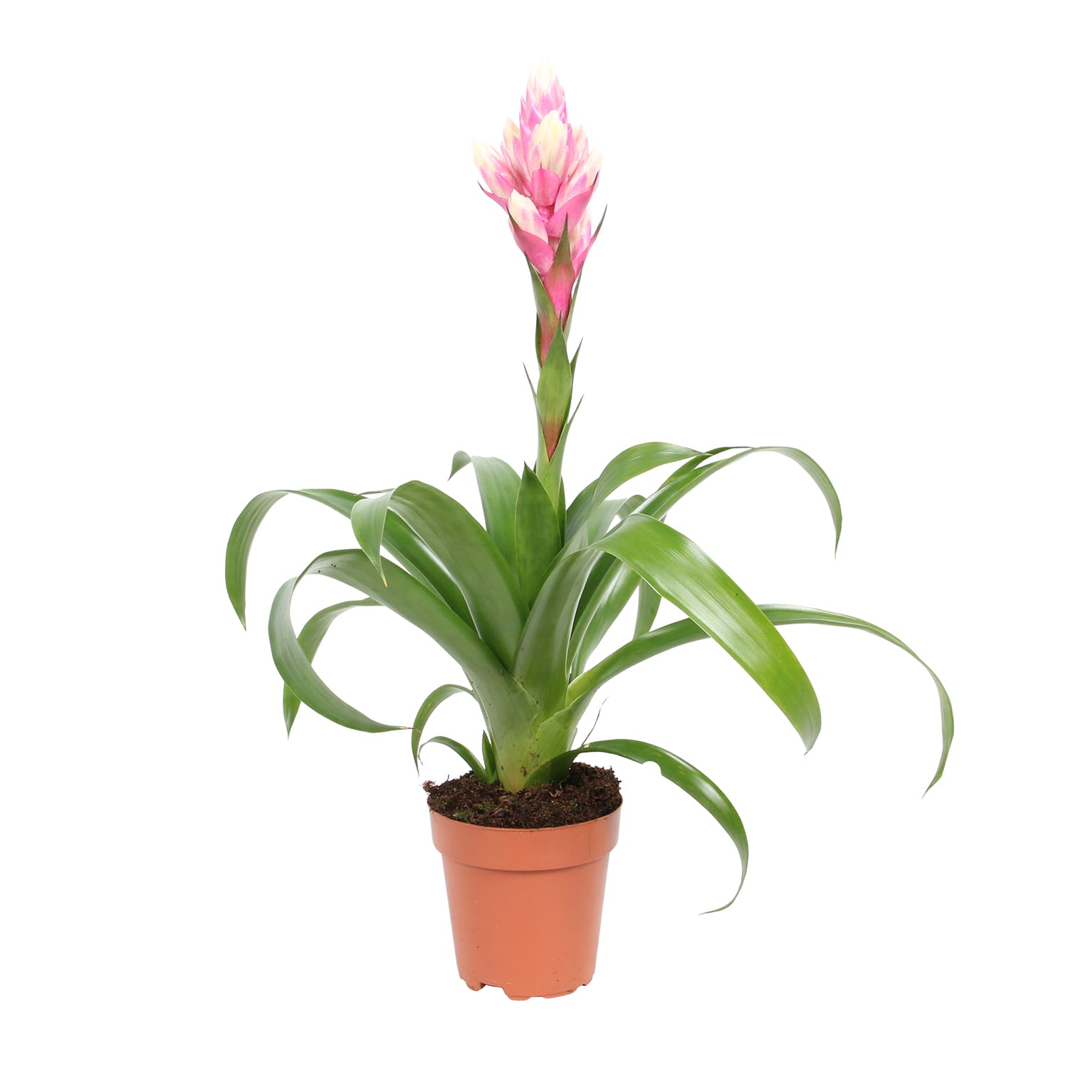 Bromelia Guzmania Candy single ↑ 45 cm ⌀ 12 cm - Afbeelding 3