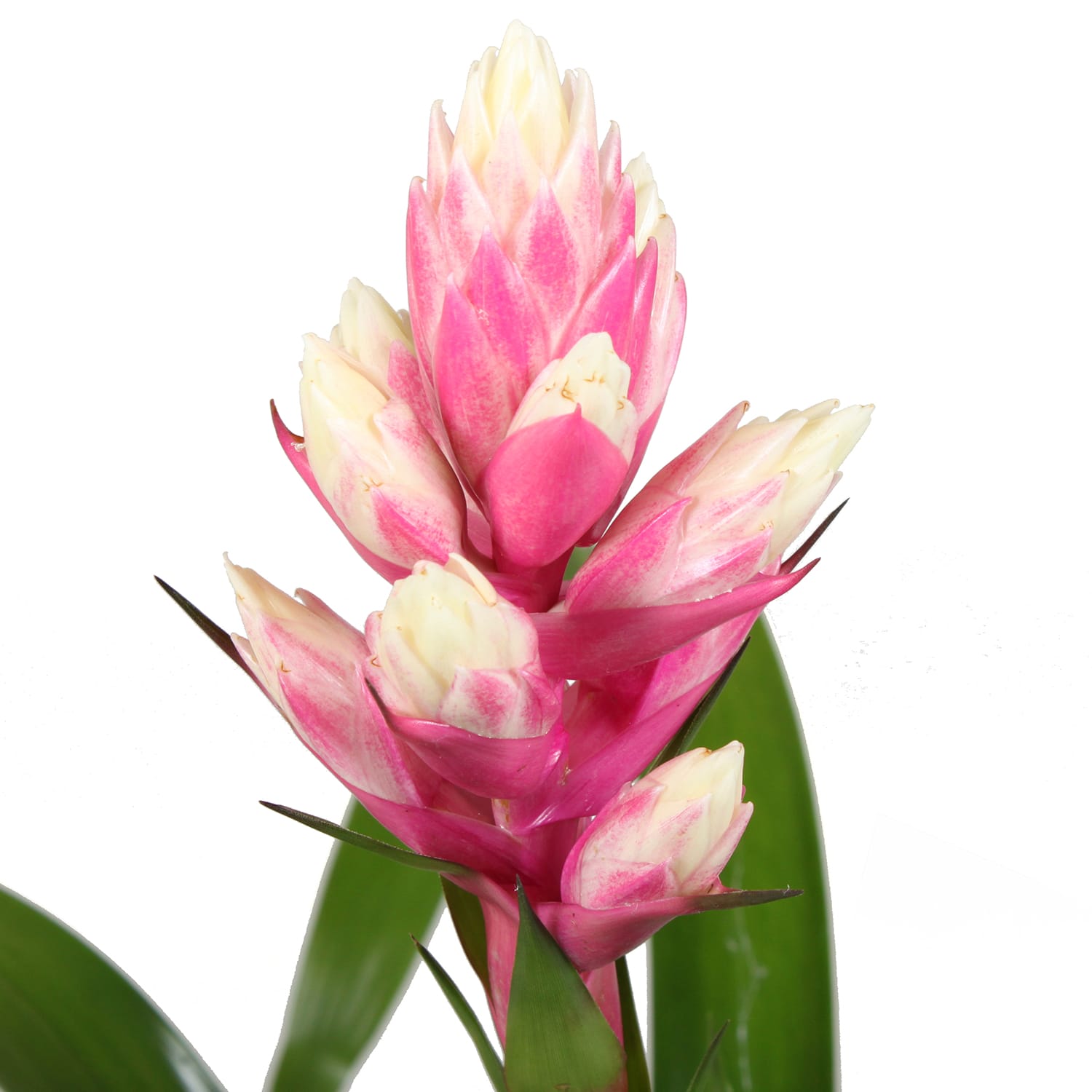 Bromelia Guzmania Candy single ↑ 45 cm ⌀ 12 cm - Afbeelding 4